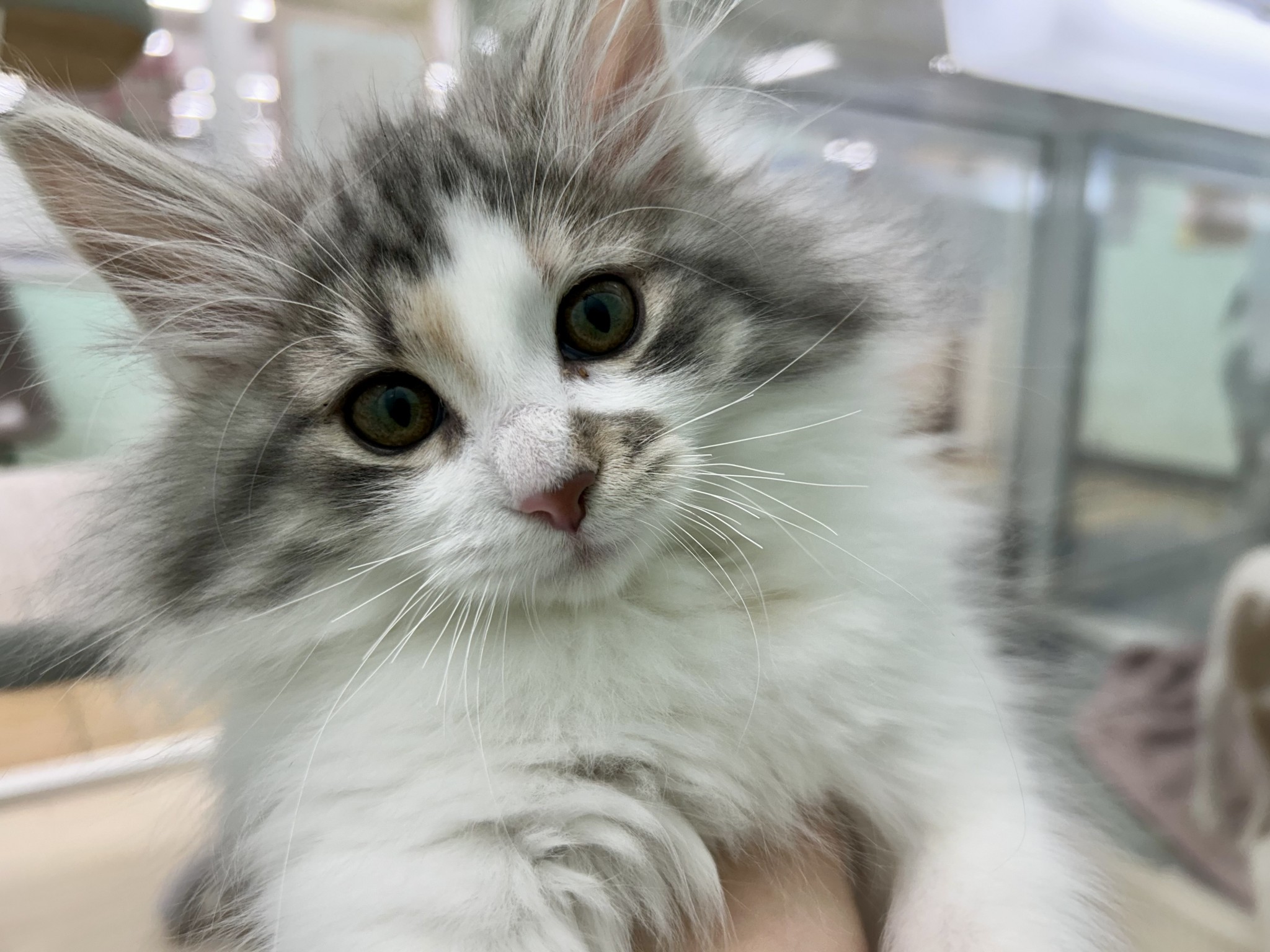 静岡県のノルウェージャンフォレストキャット (マルエスペット島田店/2025年11月16日生まれ/女の子/ブルーパッチドタビーホワイト)の子猫の4枚目の画像