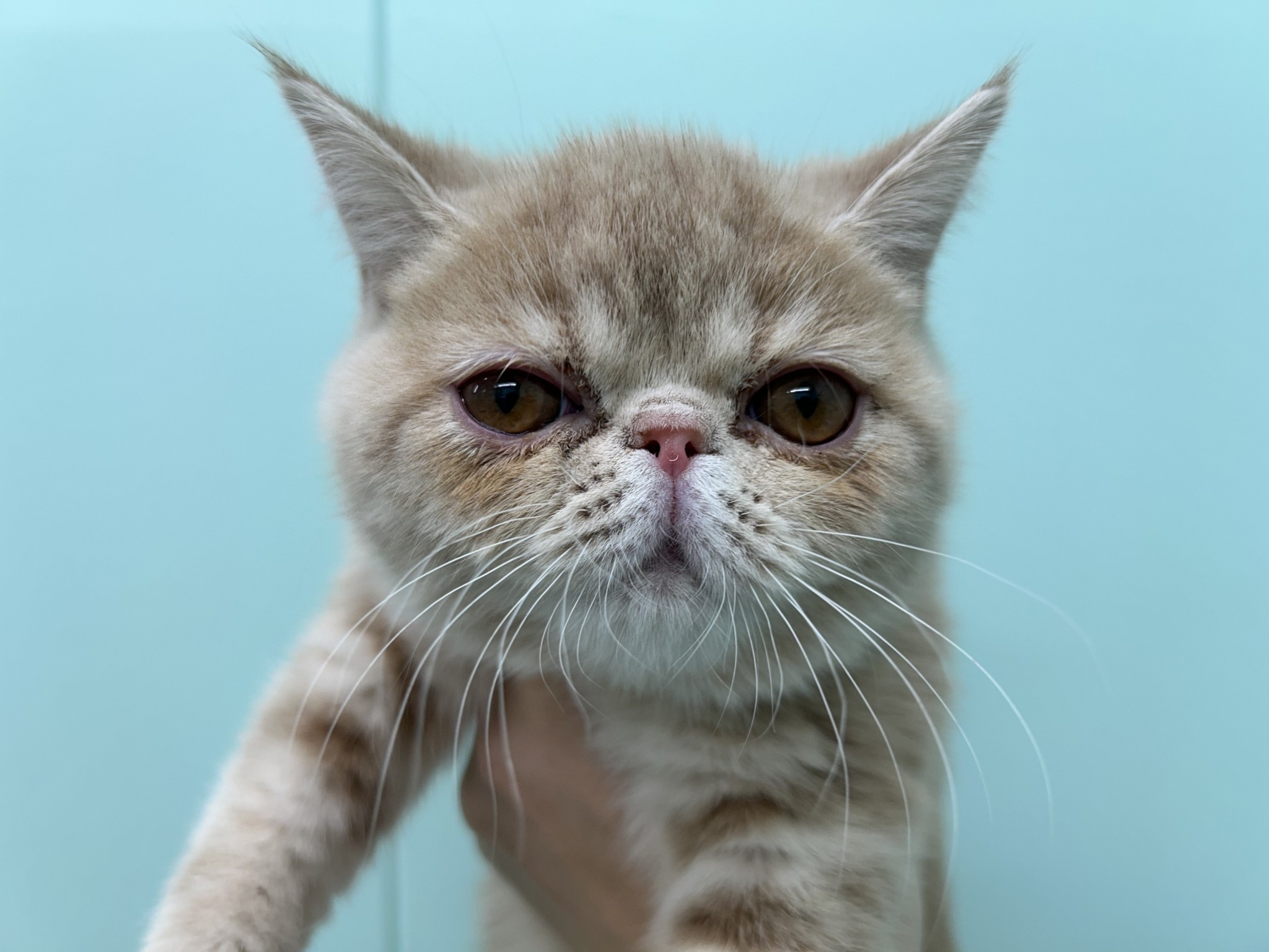 静岡県のエキゾチック (マルエスペット島田店/2025年10月27日生まれ/女の子/クリームタビー)の子猫の4枚目の画像