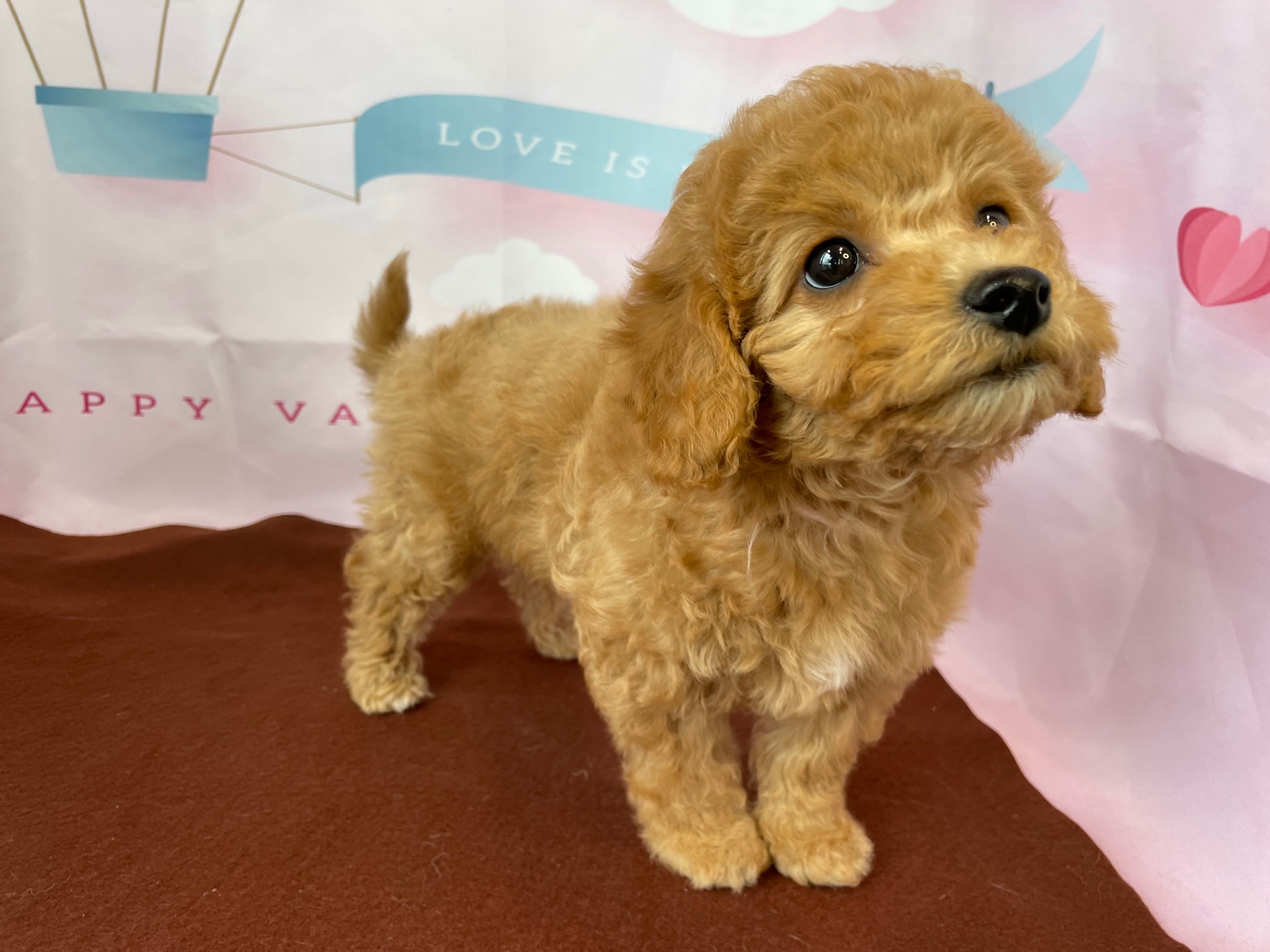 奈良県のビションプー(ビションフリーゼ×プードル) (マルエスペット ヒルステップ生駒店/2025年12月4日生まれ/女の子/アプリコット)の子犬の2枚目の画像