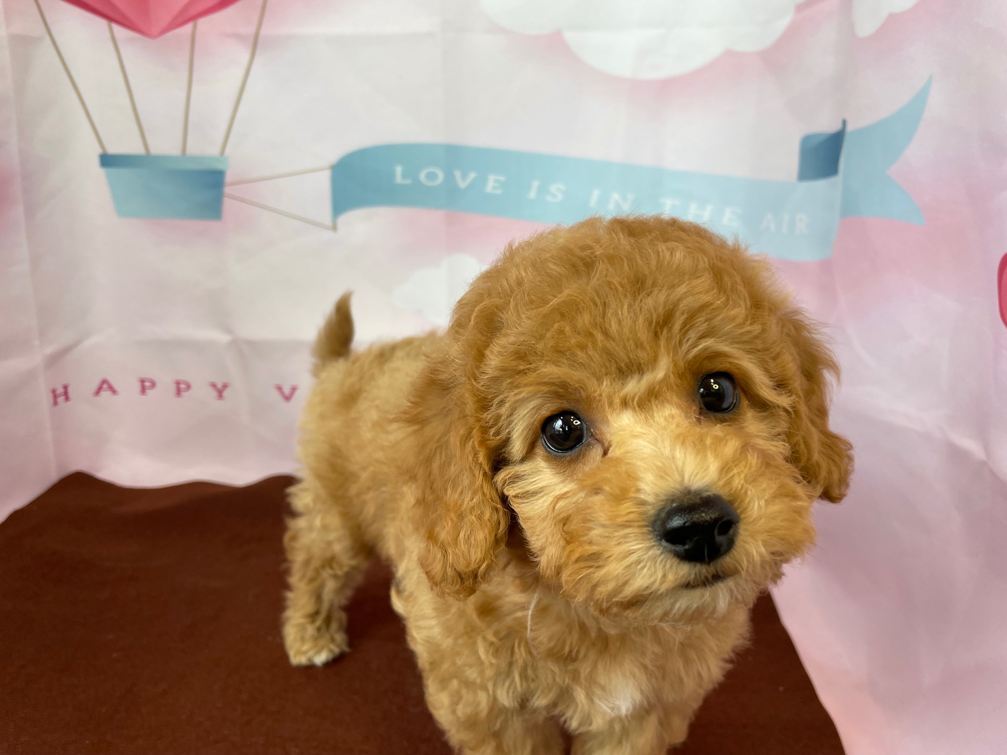 奈良県のビションプー(ビションフリーゼ×プードル) (マルエスペット ヒルステップ生駒店/2025年12月4日生まれ/女の子/アプリコット)の子犬の3枚目の画像