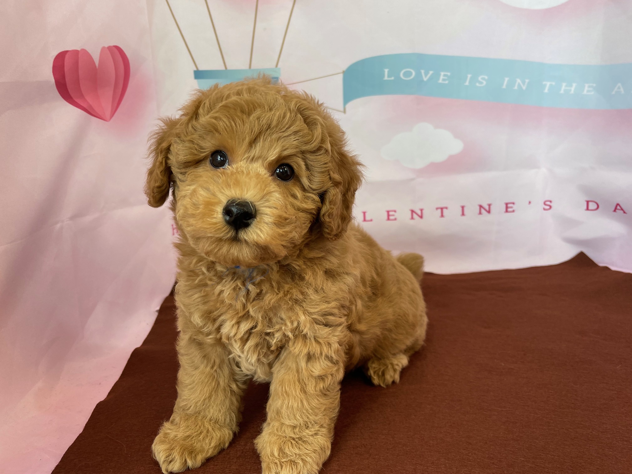 奈良県のトイプードル(トイ) (マルエスペット ヒルステップ生駒店/2025年12月2日生まれ/男の子/オレンジフォーン)の子犬の1枚目の画像