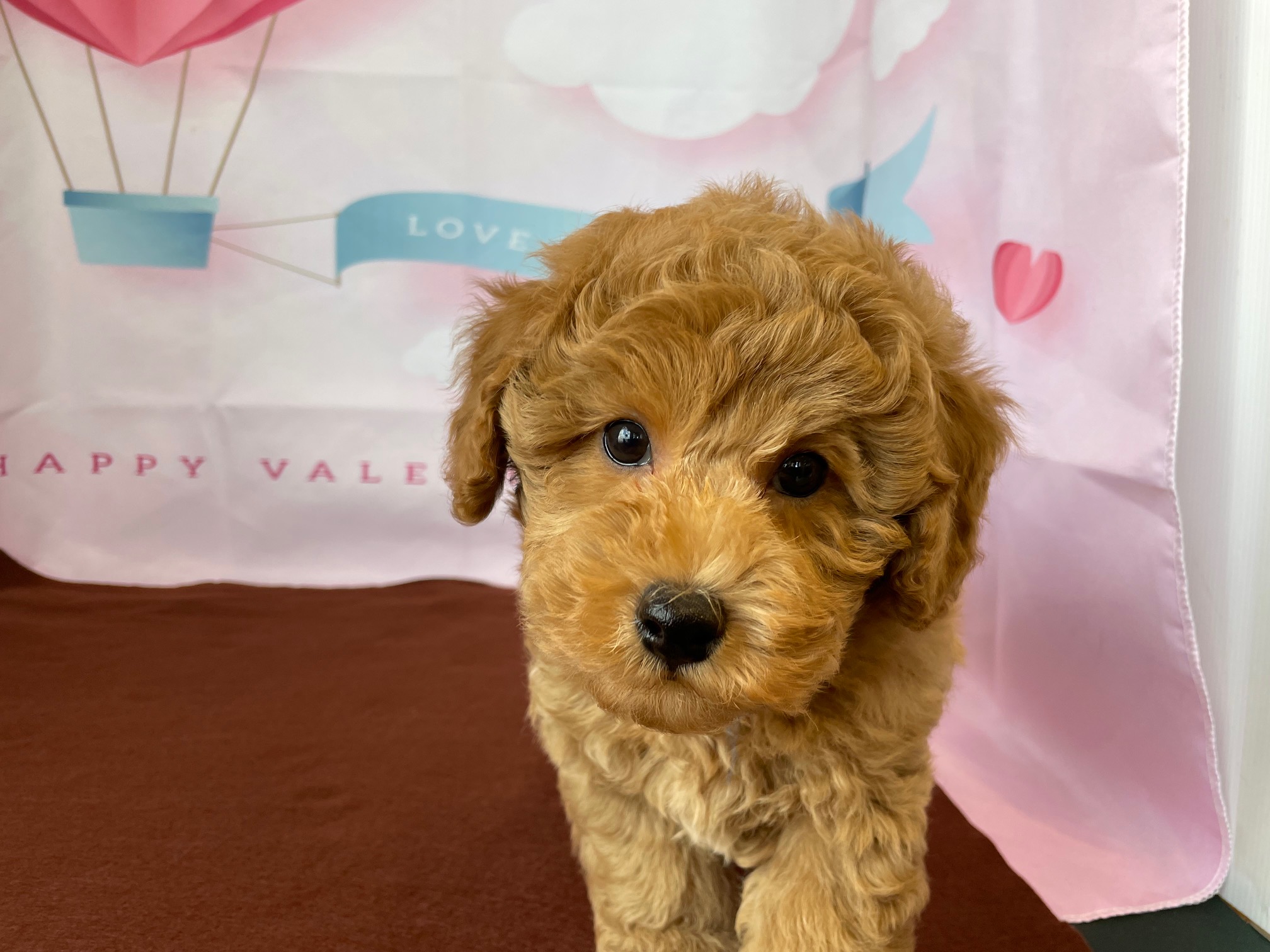 奈良県のトイプードル(トイ) (マルエスペット ヒルステップ生駒店/2025年12月2日生まれ/男の子/オレンジフォーン)の子犬の2枚目の画像