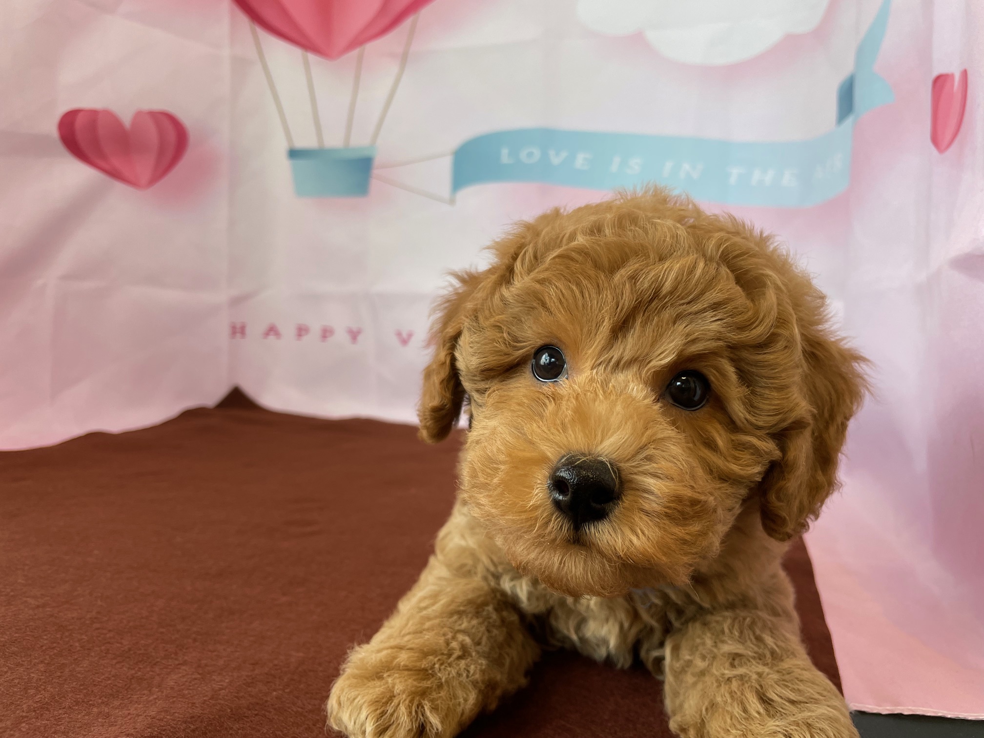 奈良県のトイプードル(トイ) (マルエスペット ヒルステップ生駒店/2025年12月2日生まれ/男の子/オレンジフォーン)の子犬の3枚目の画像