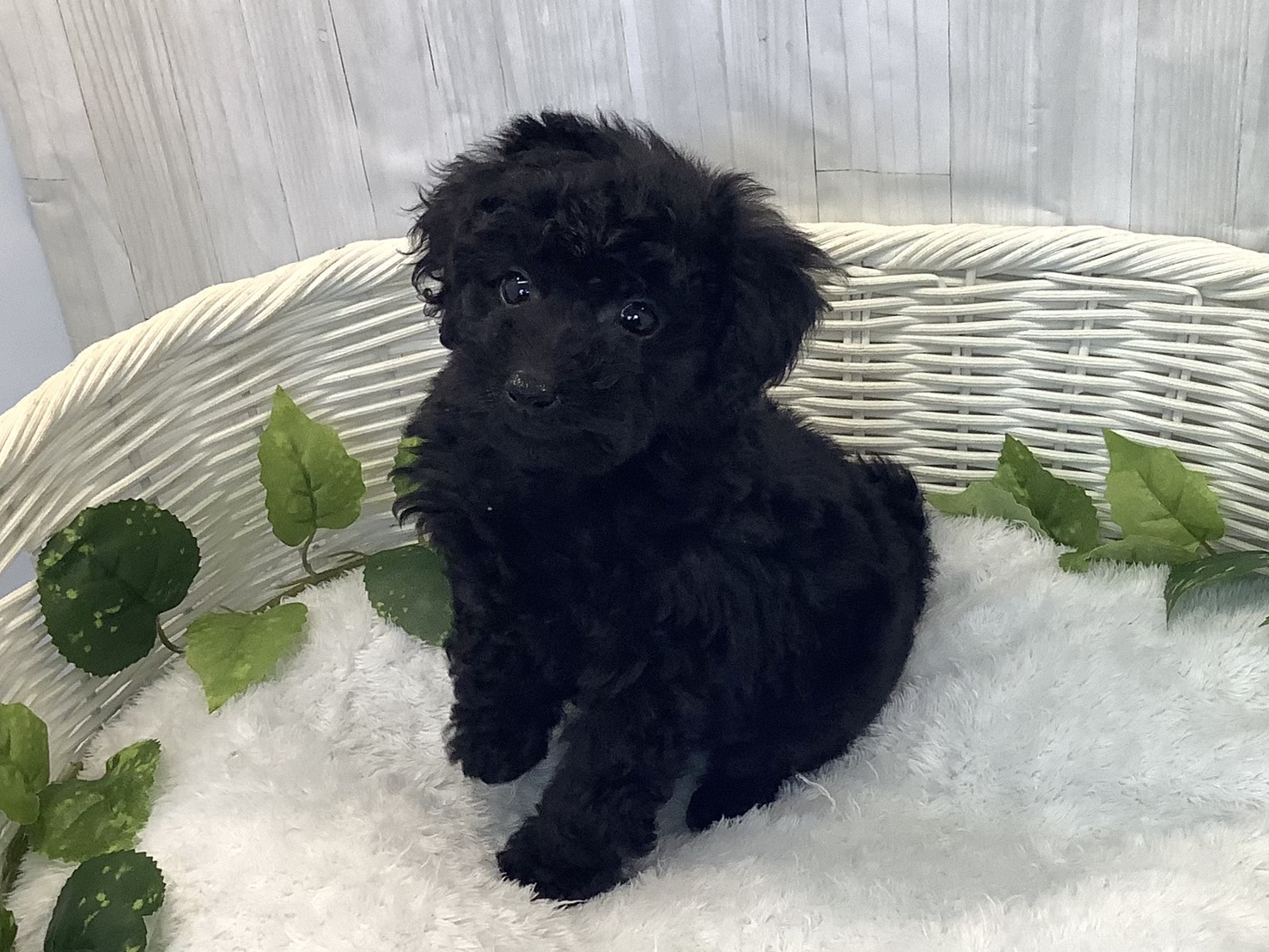 奈良県のトイプードル(トイ) (マルエスペット はんな店/2025年12月8日生まれ/男の子/ブラック)の子犬の3枚目の画像
