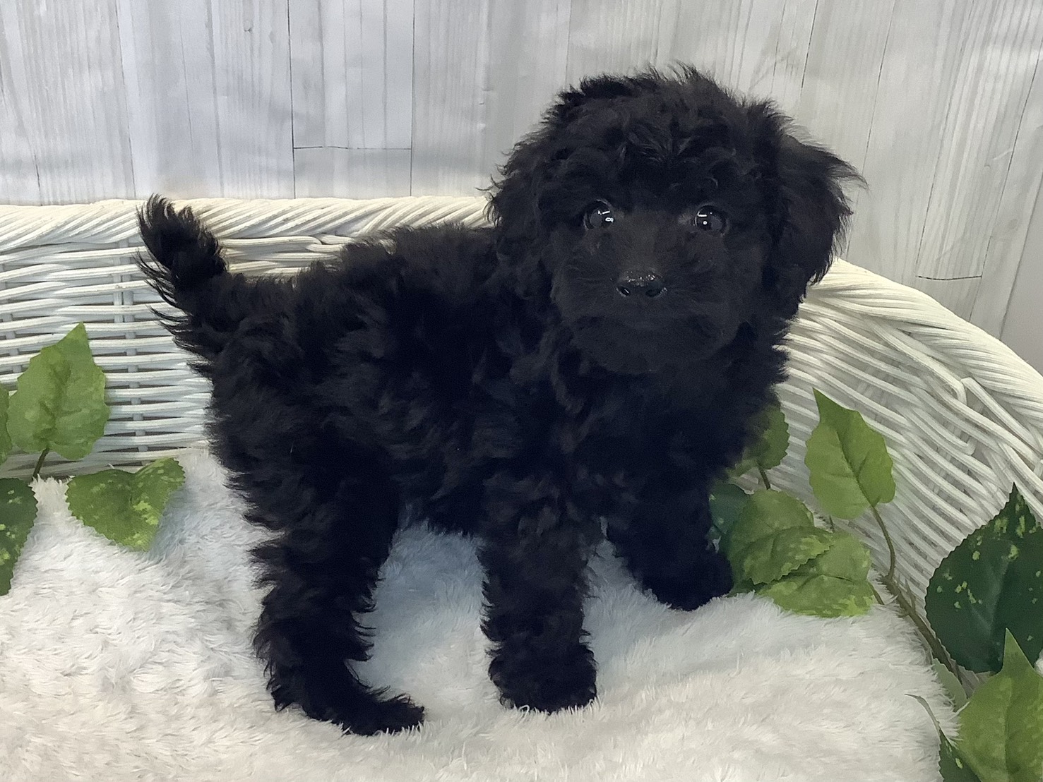 奈良県のトイプードル(トイ) (マルエスペット はんな店/2025年12月8日生まれ/男の子/ブラック)の子犬の2枚目の画像