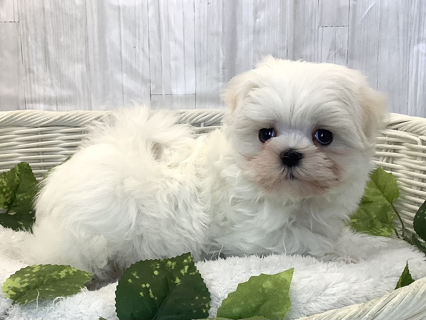 静岡県のマルチーズ (マルエスペット清水駒越店/2025年12月7日生まれ/男の子/ホワイト)の子犬の2枚目の画像