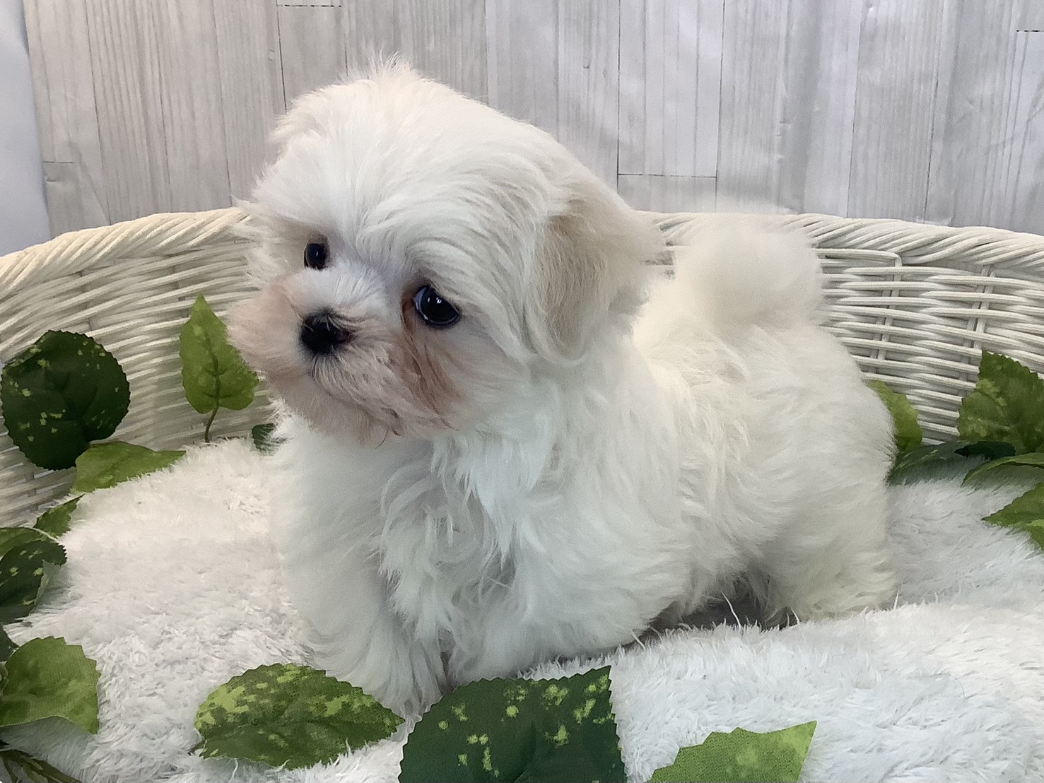 静岡県のマルチーズ (マルエスペット清水駒越店/2025年12月7日生まれ/男の子/ホワイト)の子犬の3枚目の画像