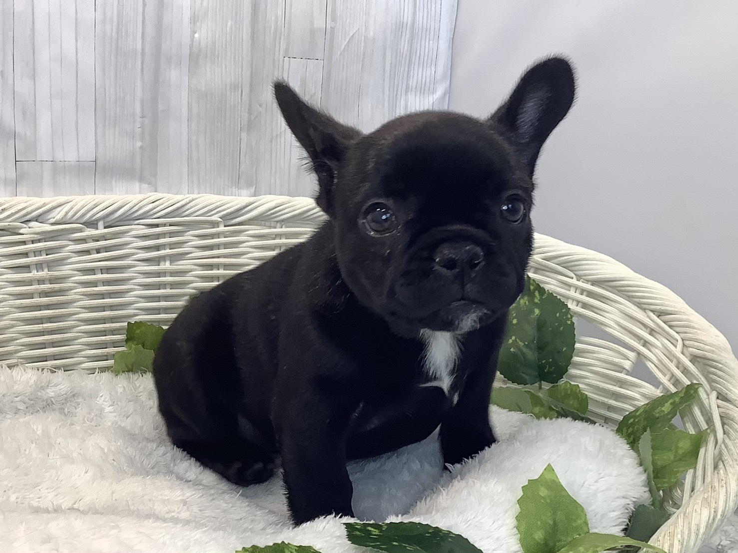 奈良県のフレンチブルドッグ (マルエスペット ヒルステップ生駒店/2025年12月7日生まれ/女の子/ブリンドル)の子犬の2枚目の画像