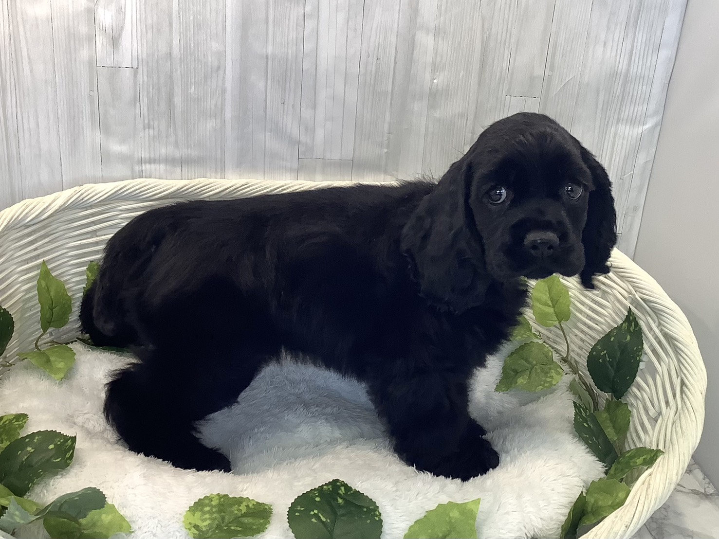 奈良県のアメリカンコッカースパニエル (マルエスペット 富雄店/2025年12月6日生まれ/女の子/ブラック)の子犬の2枚目の画像