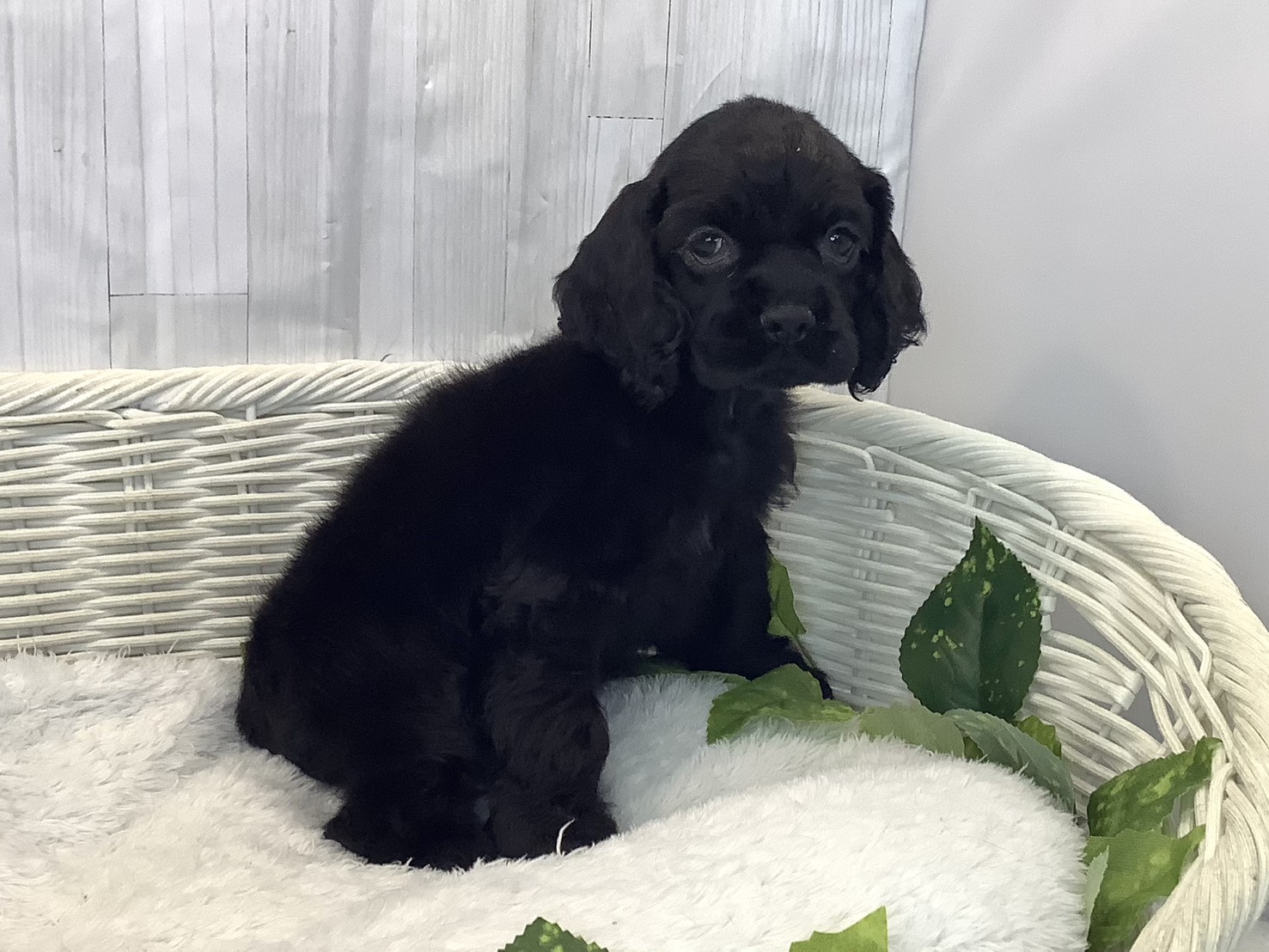 静岡県のアメリカンコッカースパニエル (マルエスペットホームアシスト店/2025年12月8日生まれ/男の子/ブラック)の子犬の2枚目の画像
