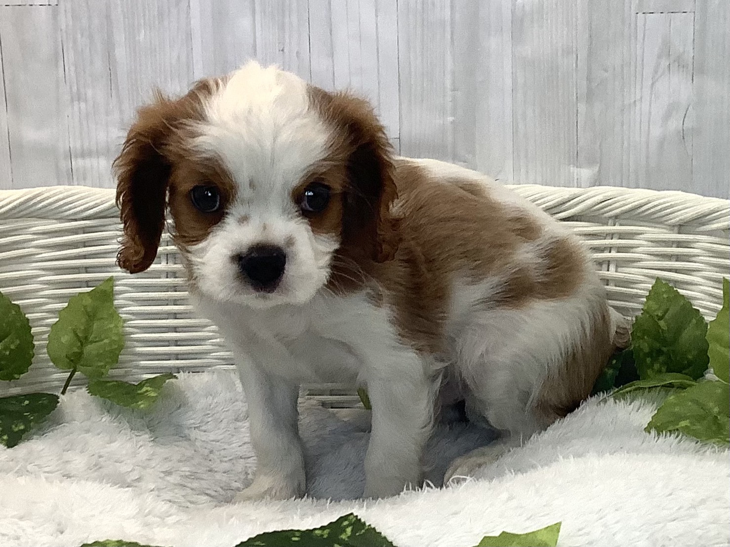 奈良県のキャバリアキングチャールズスパニエル (マルエスペット 富雄店/2025年12月8日生まれ/男の子/ブレンハイム)の子犬の1枚目の画像