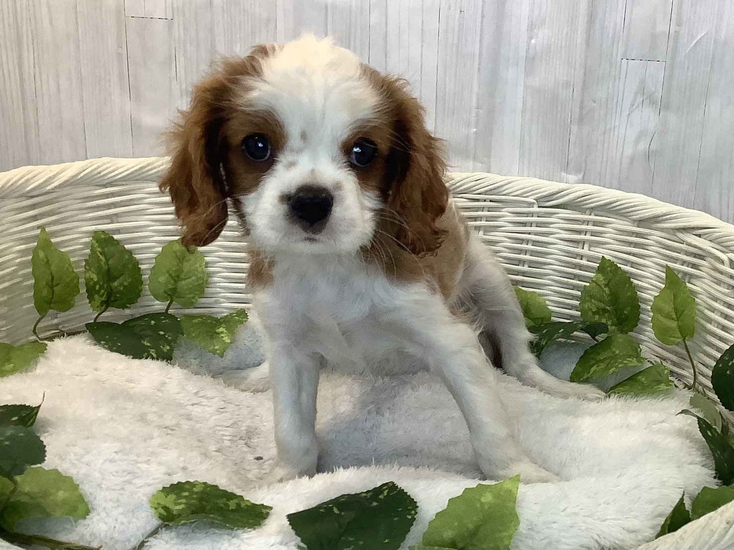 奈良県のキャバリアキングチャールズスパニエル (マルエスペット 富雄店/2025年12月8日生まれ/男の子/ブレンハイム)の子犬の3枚目の画像