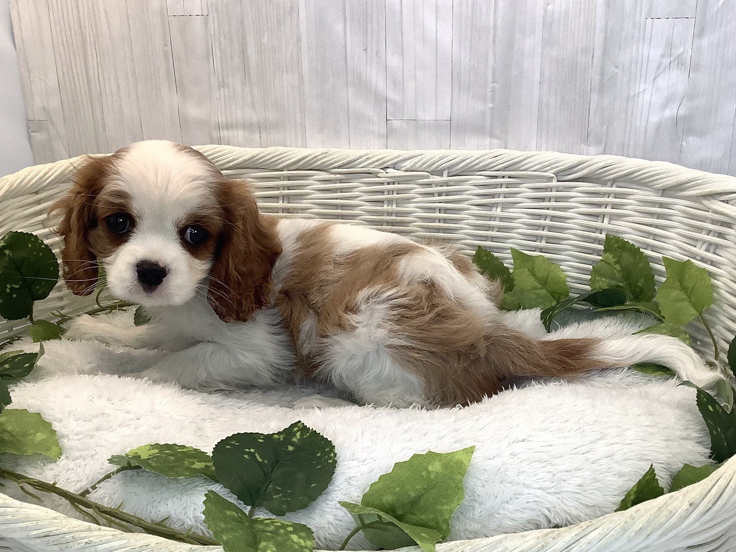 広島県のキャバリアキングチャールズスパニエル (マルエスペット広島段原ショッピングセンター店/2025年12月7日生まれ/女の子/ブレンハイム)の子犬の3枚目の画像
