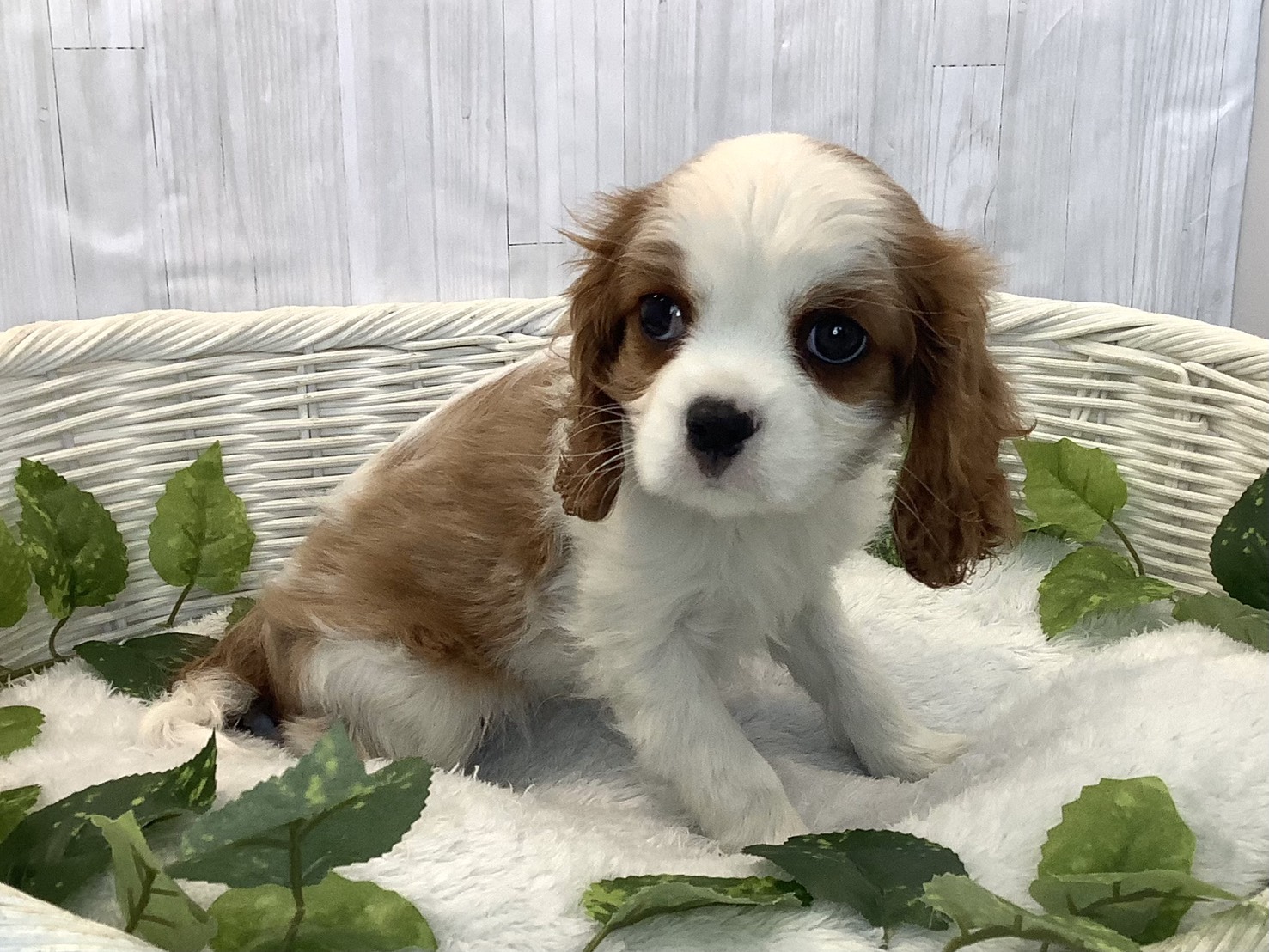 広島県のキャバリアキングチャールズスパニエル (マルエスペット広島段原ショッピングセンター店/2025年12月7日生まれ/女の子/ブレンハイム)の子犬の2枚目の画像