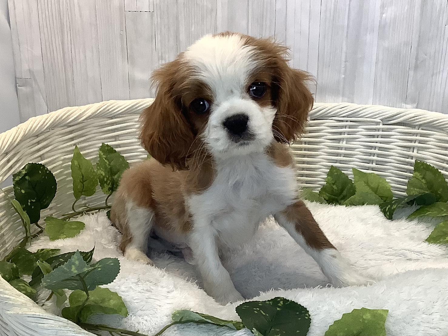 愛知県のキャバリアキングチャールズスパニエル (ペッツワン稲沢ハーモニーランド店/2025年12月7日生まれ/男の子/ブレンハイム)の子犬の1枚目の画像