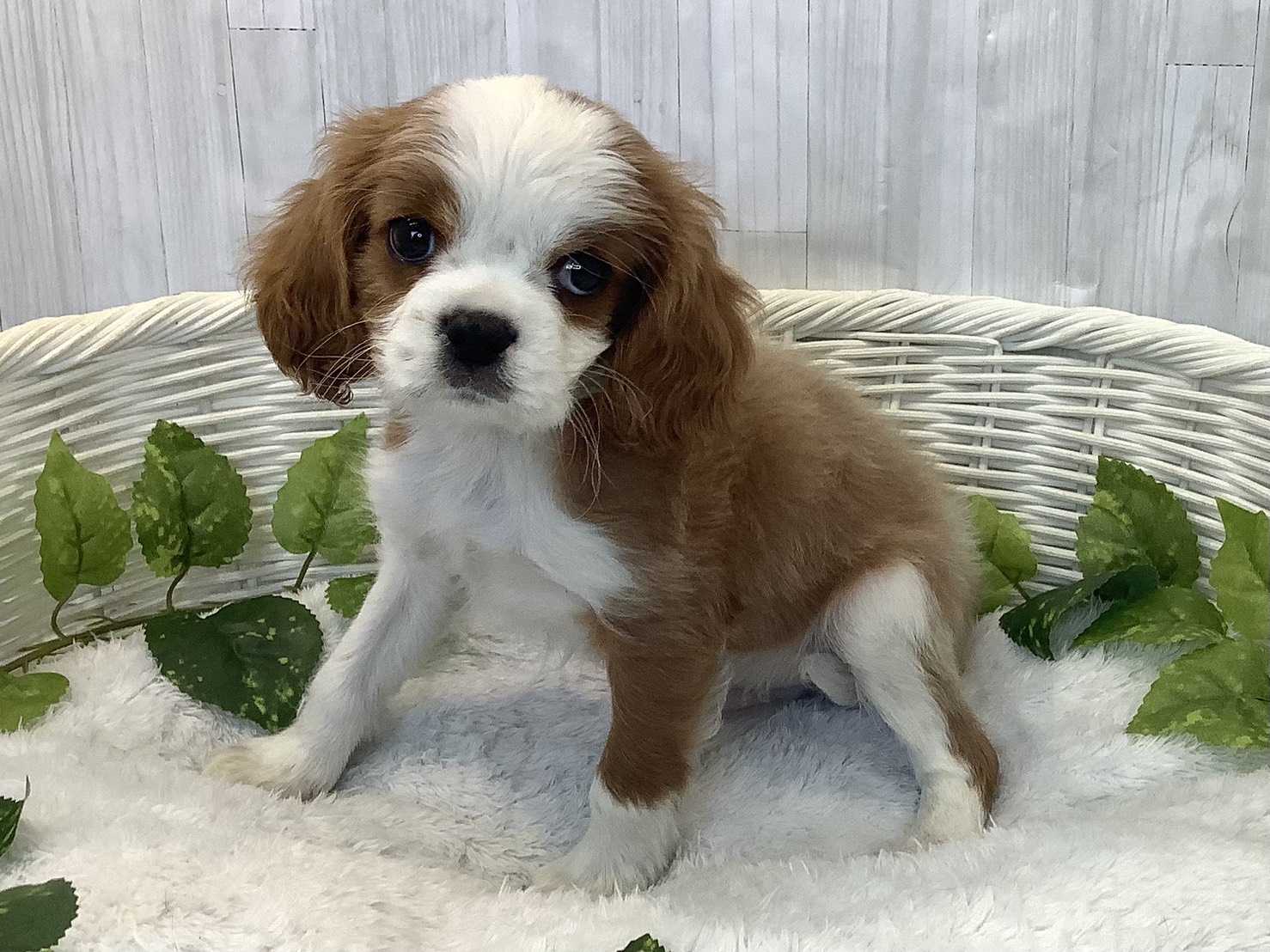 愛知県のキャバリアキングチャールズスパニエル (ペッツワン稲沢ハーモニーランド店/2025年12月7日生まれ/男の子/ブレンハイム)の子犬の3枚目の画像