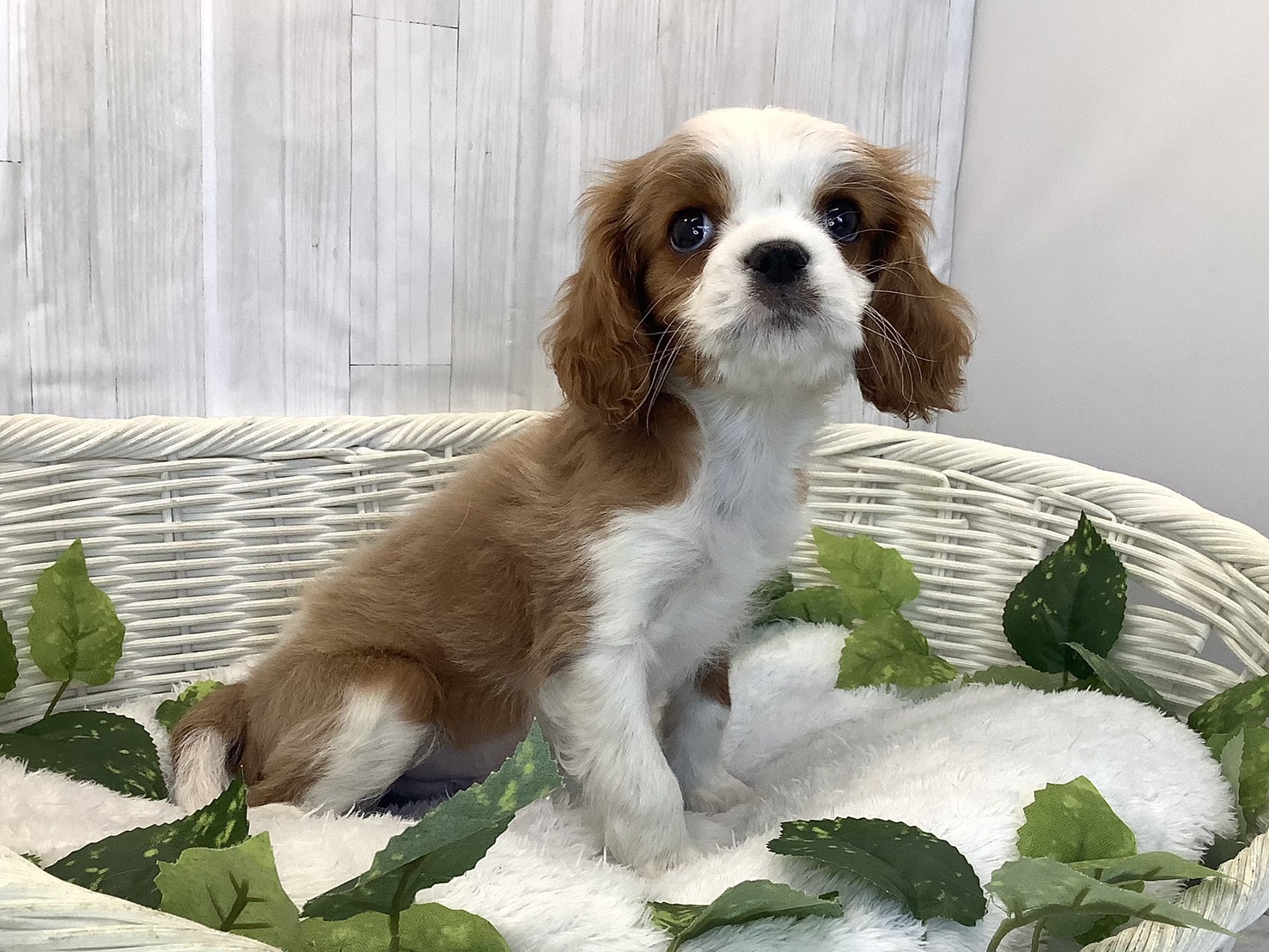 愛知県のキャバリアキングチャールズスパニエル (ペッツワン稲沢ハーモニーランド店/2025年12月7日生まれ/男の子/ブレンハイム)の子犬の2枚目の画像
