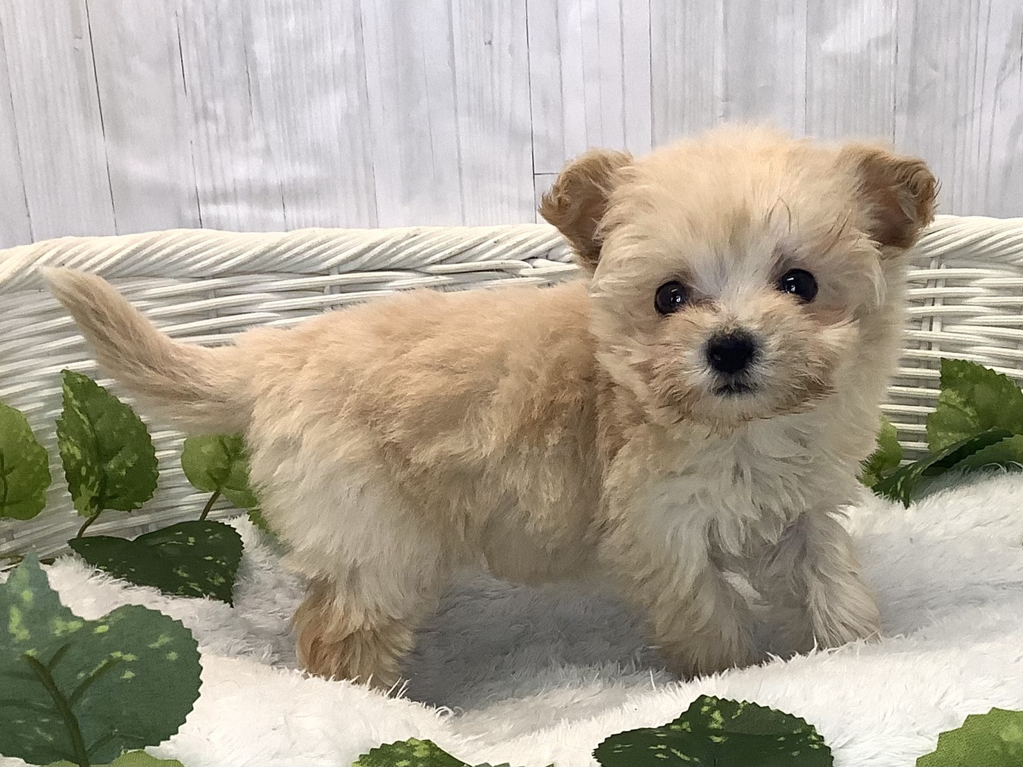 千葉県のビションプー(ビションフリーゼ×プードル) (マルエスペット千鳥町店/2025年12月6日生まれ/女の子/クリーム)の子犬の2枚目の画像