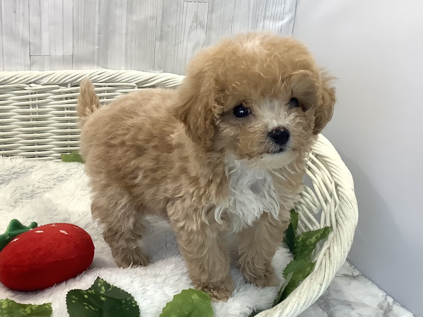 愛知県のビションプー(ビションフリーゼ×プードル) (ペッツワン岡崎美合店/2025年12月7日生まれ/女の子/クリーム)の子犬の2枚目の画像
