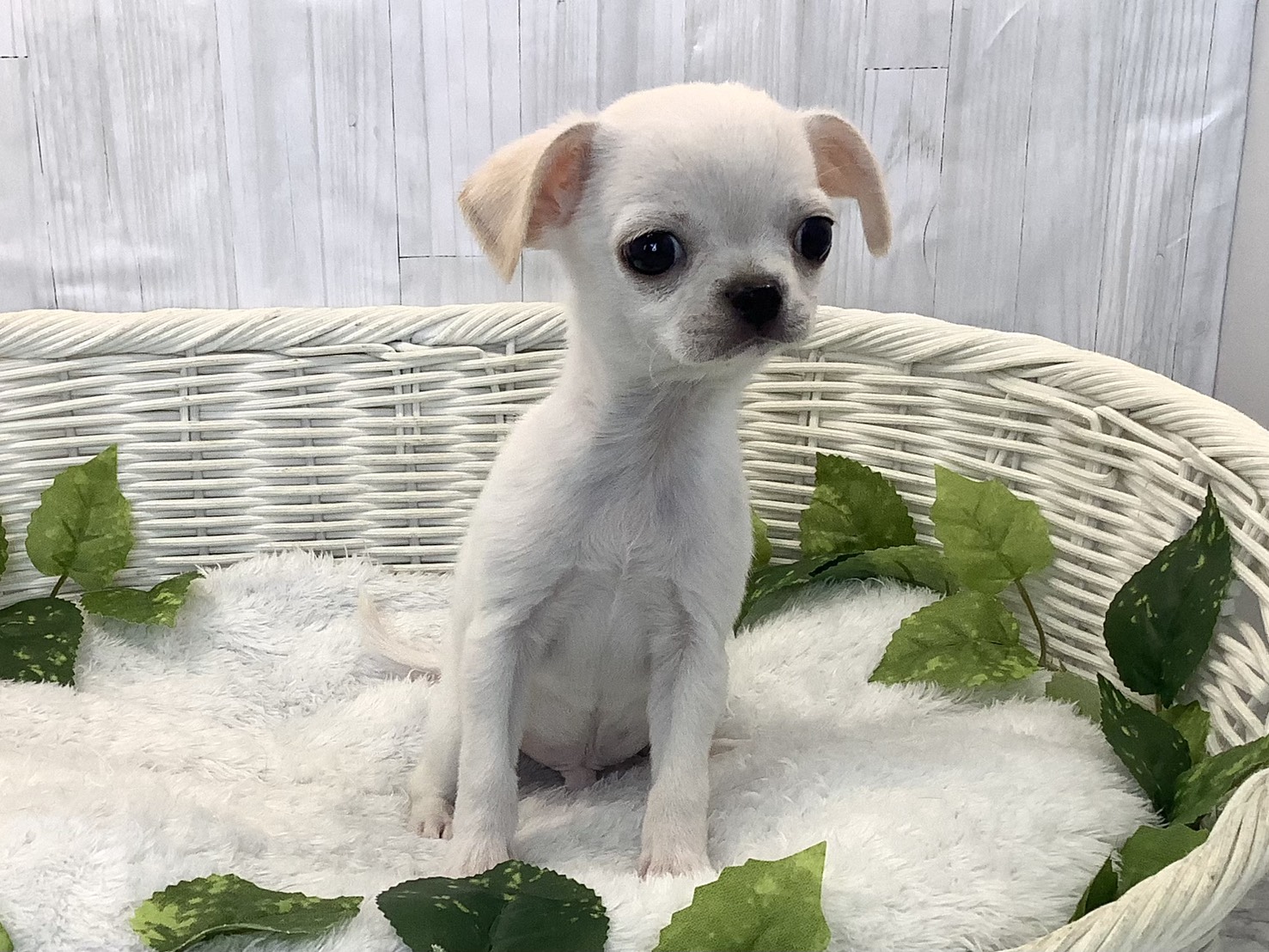 広島県のチワワ(スムース) (マルエスペット広島段原ショッピングセンター店/2025年12月3日生まれ/男の子/クリーム)の子犬