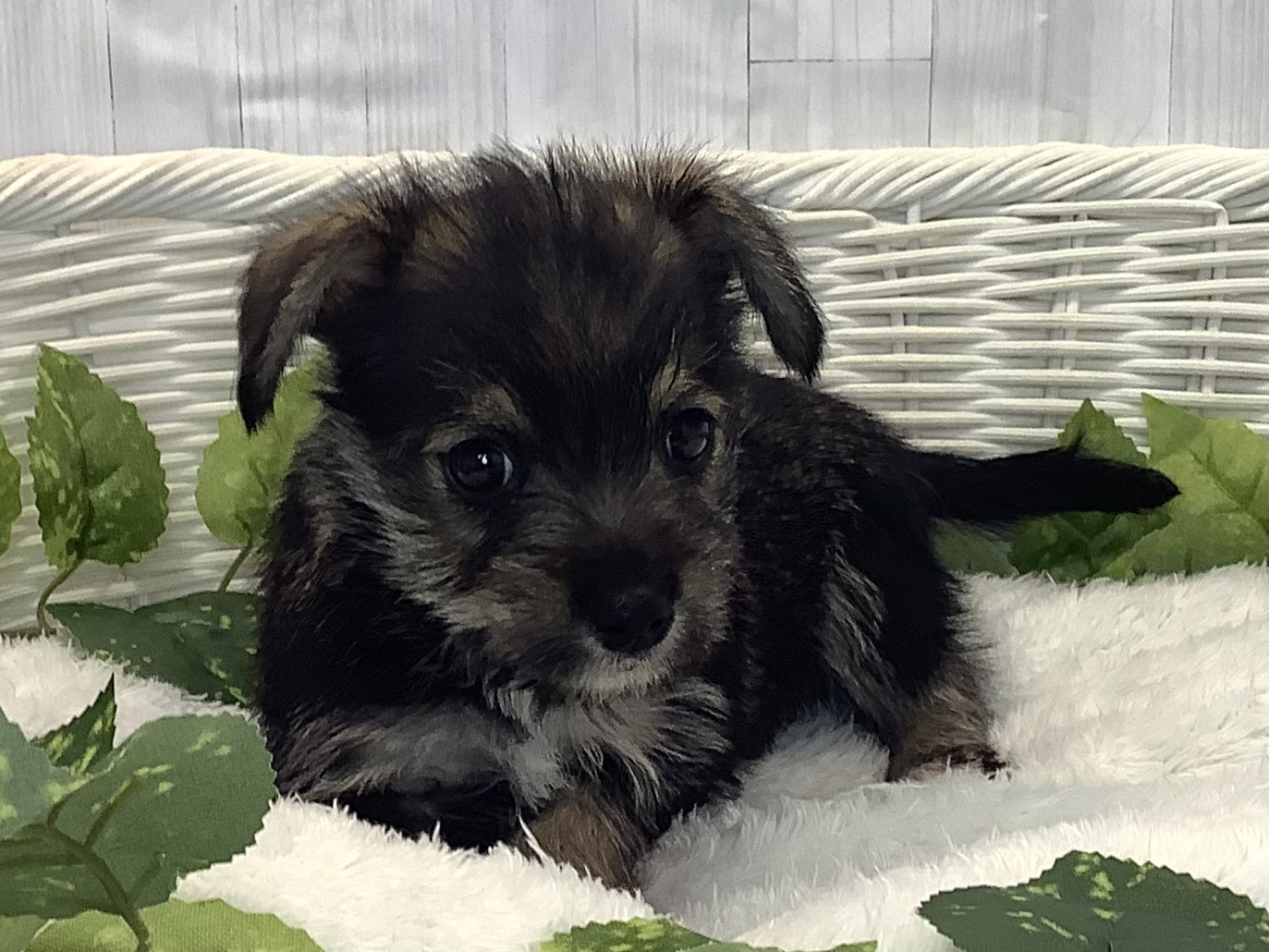 千葉県のハーフ犬・ミックス犬 (マルエスペット千鳥町店/2025年12月6日生まれ/男の子/ソルトペッパー)の子犬の1枚目の画像