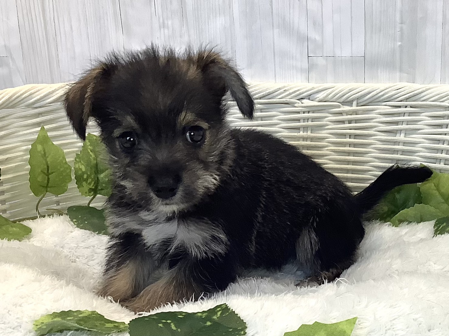 千葉県のハーフ犬・ミックス犬 (マルエスペット千鳥町店/2025年12月6日生まれ/男の子/ソルトペッパー)の子犬の3枚目の画像