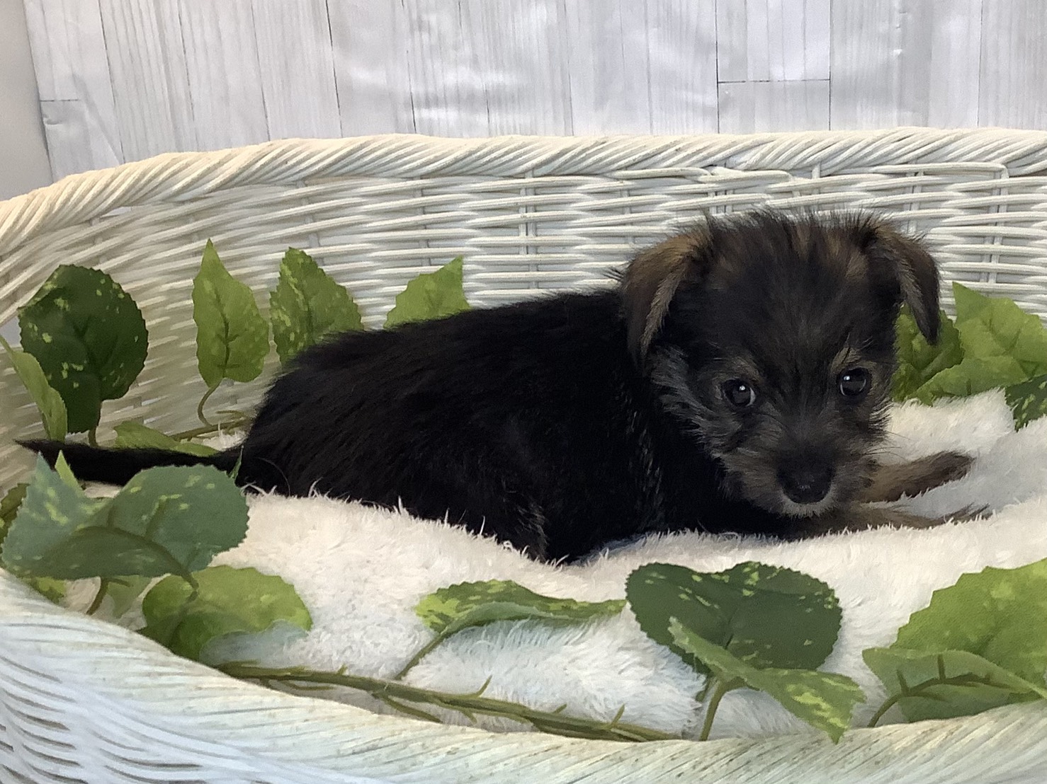 千葉県のハーフ犬・ミックス犬 (マルエスペット千鳥町店/2025年12月6日生まれ/男の子/ソルトペッパー)の子犬の2枚目の画像