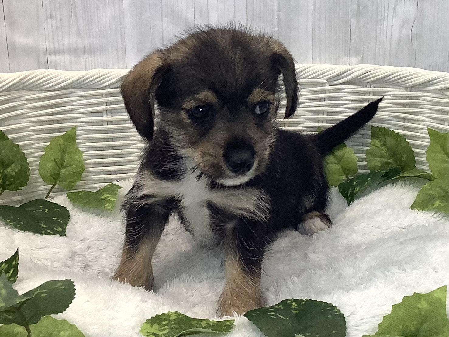 広島県のハーフ犬・ミックス犬 (マルエスペット広島段原ショッピングセンター店/2025年12月6日生まれ/男の子/ソルトペッパー)の子犬の1枚目の画像