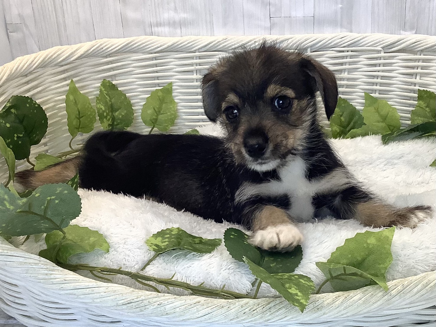 広島県のハーフ犬・ミックス犬 (マルエスペット広島段原ショッピングセンター店/2025年12月6日生まれ/男の子/ソルトペッパー)の子犬の2枚目の画像