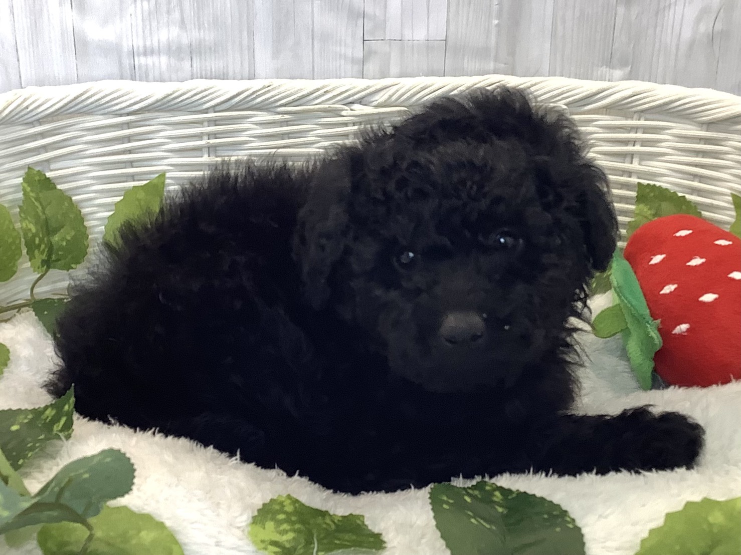 奈良県のトイプードル(トイ) (マルエスペット いかるが店/2025年12月7日生まれ/男の子/ブラック)の子犬の2枚目の画像