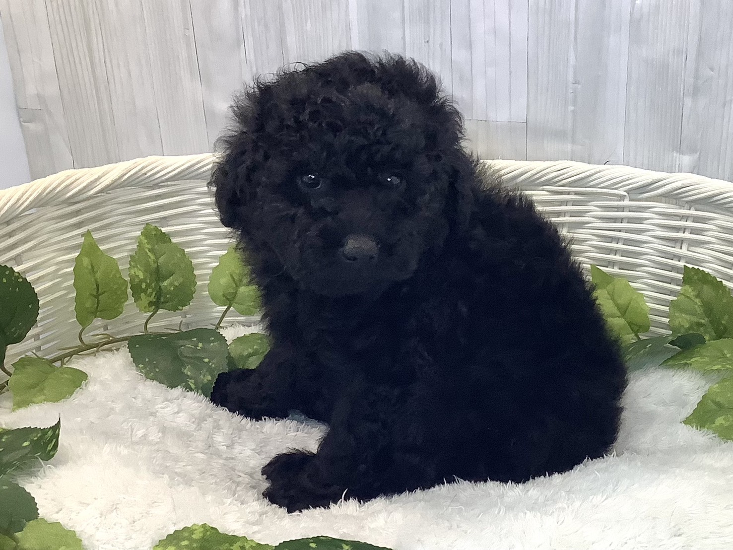 奈良県のトイプードル(トイ) (マルエスペット いかるが店/2025年12月7日生まれ/男の子/ブラック)の子犬の3枚目の画像