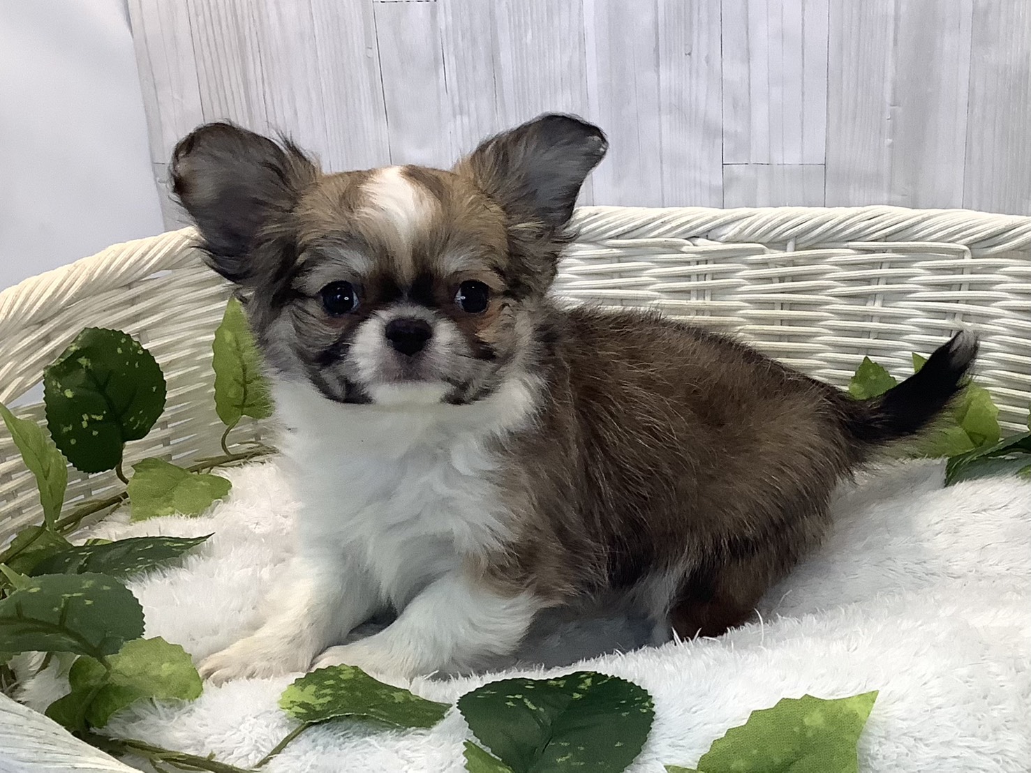 愛知県のチワワ(ロング) (ペッツワン岡崎美合店/2025年11月27日生まれ/男の子/フォーンホワイト)の子犬の3枚目の画像