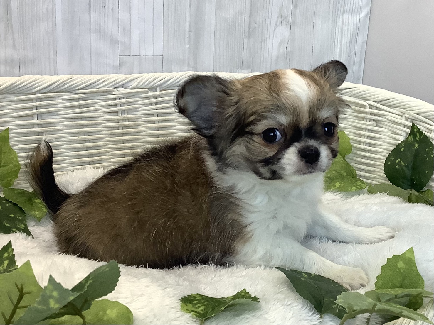 愛知県のチワワ(ロング) (ペッツワン岡崎美合店/2025年11月27日生まれ/男の子/フォーンホワイト)の子犬の2枚目の画像