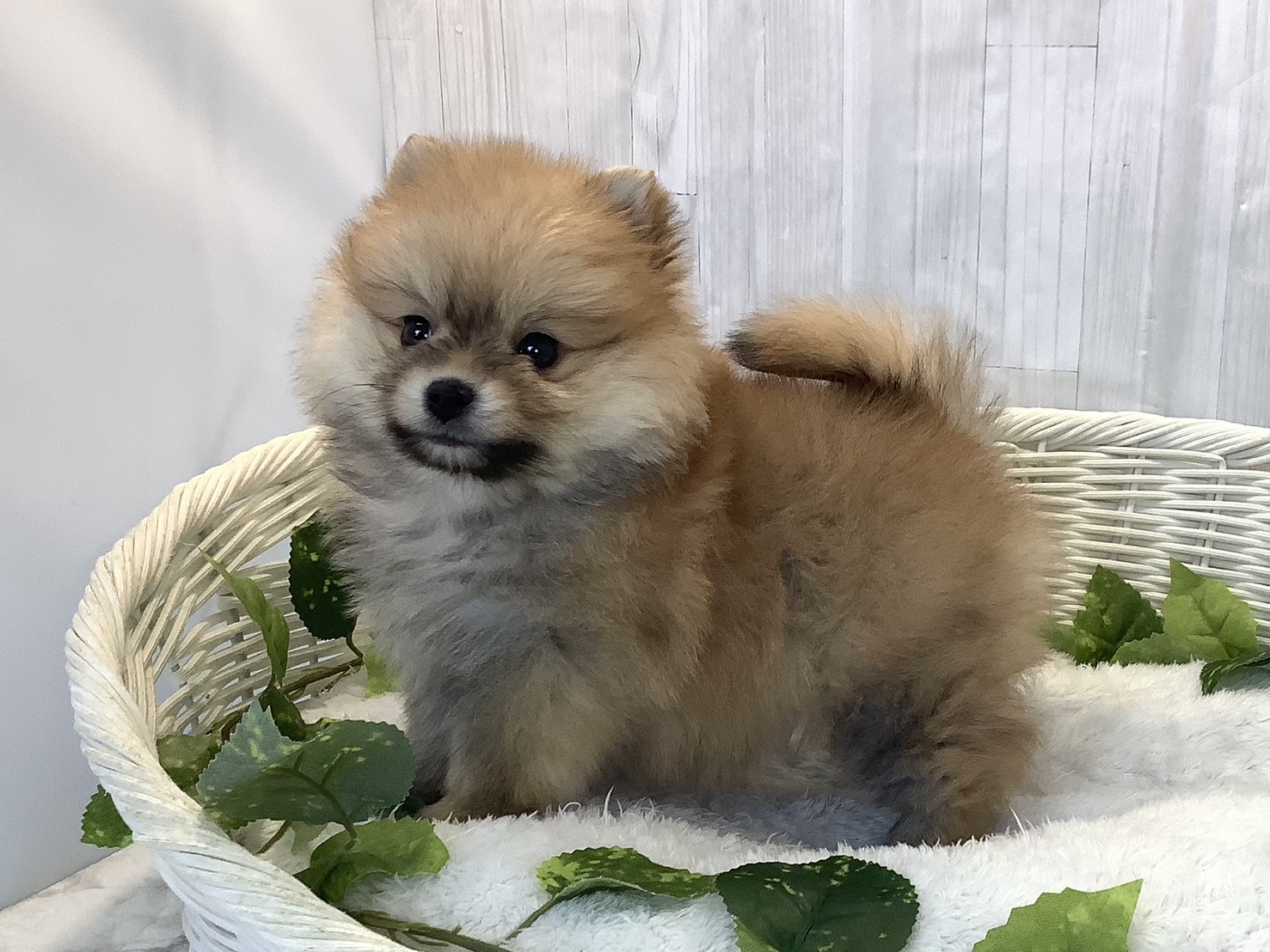 奈良県のポメラニアン (マルエスペット はんな店/2025年12月7日生まれ/女の子/オレンジセーブル)の子犬の3枚目の画像