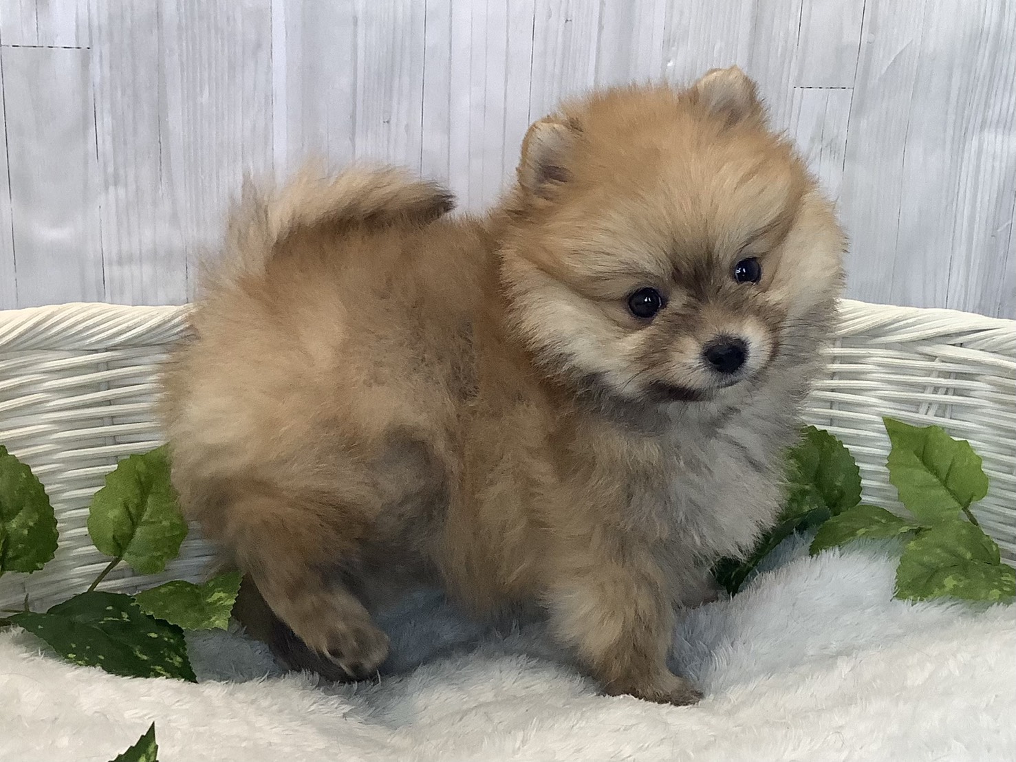 奈良県のポメラニアン (マルエスペット はんな店/2025年12月7日生まれ/女の子/オレンジセーブル)の子犬の2枚目の画像