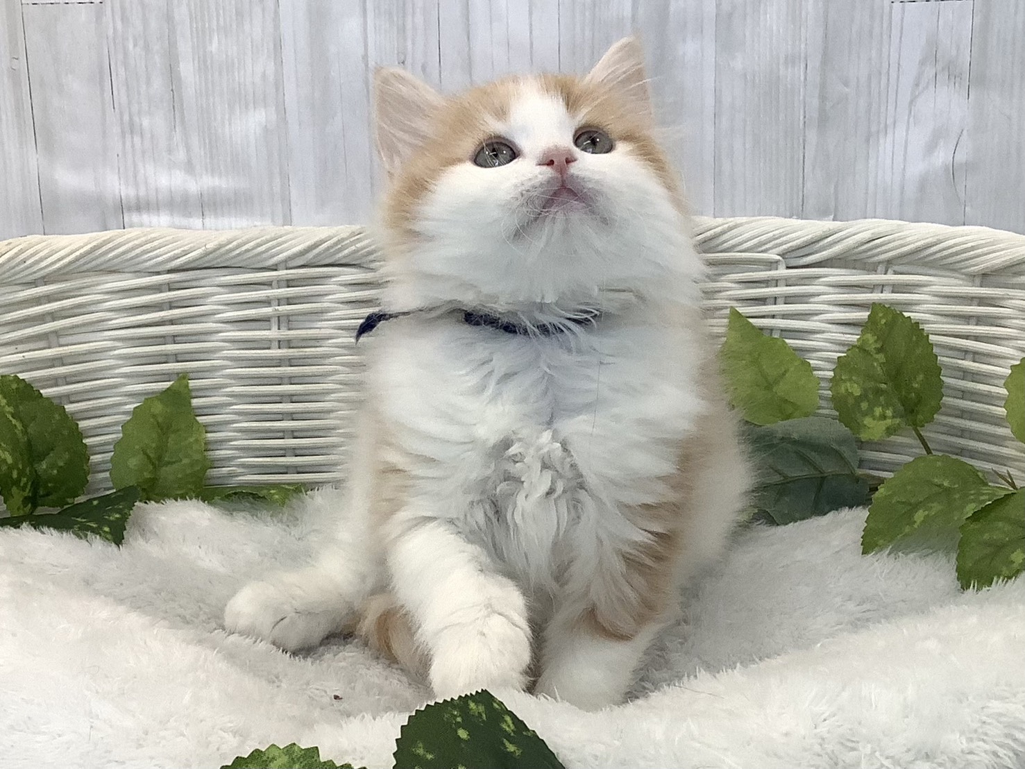 奈良県のラガマフィン (マルエスペット はんな店/2025年12月9日生まれ/男の子/クリームタビーホワイト)の子猫の1枚目の画像
