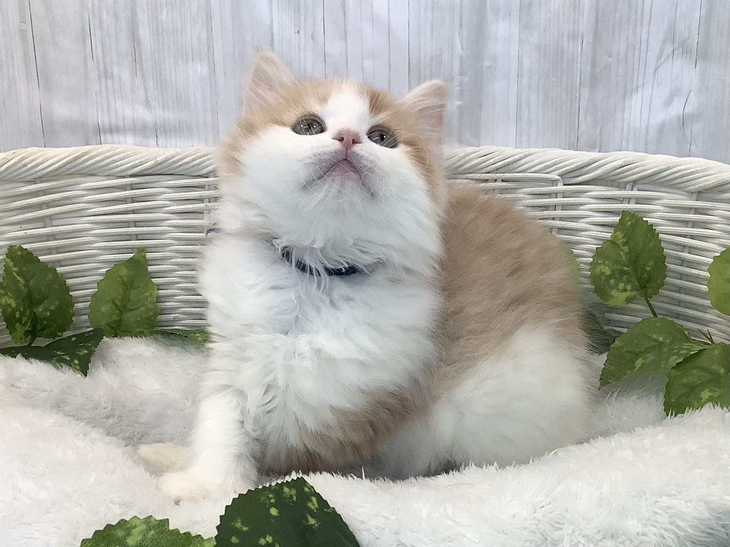 奈良県のラガマフィン (マルエスペット はんな店/2025年12月9日生まれ/男の子/クリームタビーホワイト)の子猫の3枚目の画像