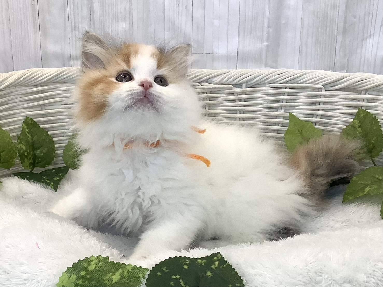 広島県のラガマフィン (マルエスペット広島段原ショッピングセンター店/2025年12月9日生まれ/女の子/シルバーパッチドタビーホワイト)の子猫の3枚目の画像