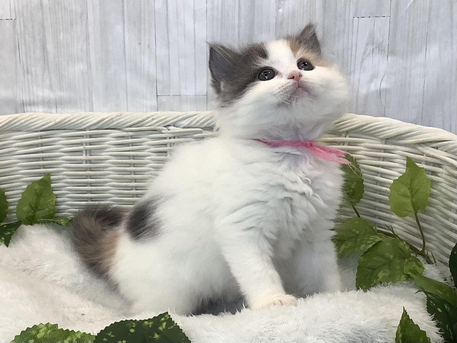 奈良県のラガマフィン (マルエスペット ヒルステップ生駒店/2025年12月9日生まれ/女の子/シルバーパッチドタビーホワイト)の子猫の2枚目の画像