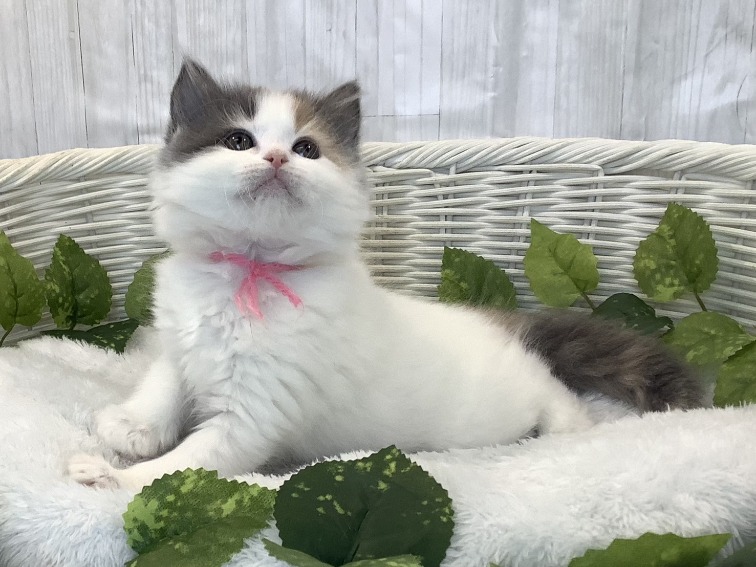 奈良県のラガマフィン (マルエスペット ヒルステップ生駒店/2025年12月9日生まれ/女の子/シルバーパッチドタビーホワイト)の子猫の3枚目の画像