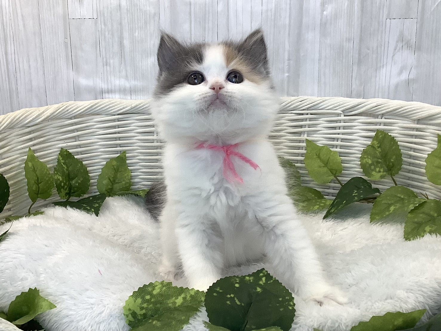 奈良県のラガマフィン (マルエスペット ヒルステップ生駒店/2025年12月9日生まれ/女の子/シルバーパッチドタビーホワイト)の子猫の1枚目の画像