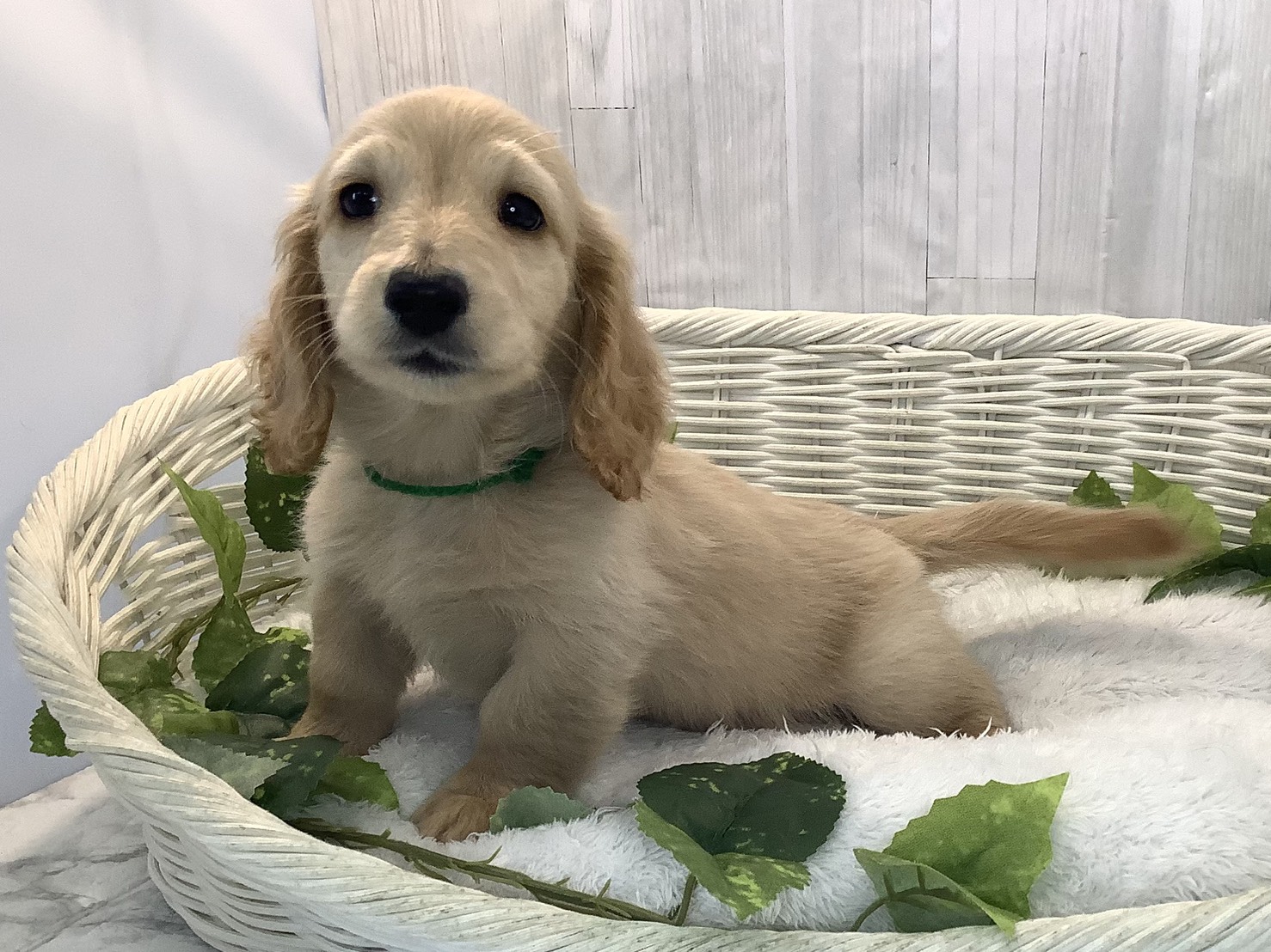 静岡県のミニチュアダックスフンド(ロング) (マルエスペット富士見台店/2025年12月11日生まれ/男の子/イエロー)の子犬の3枚目の画像