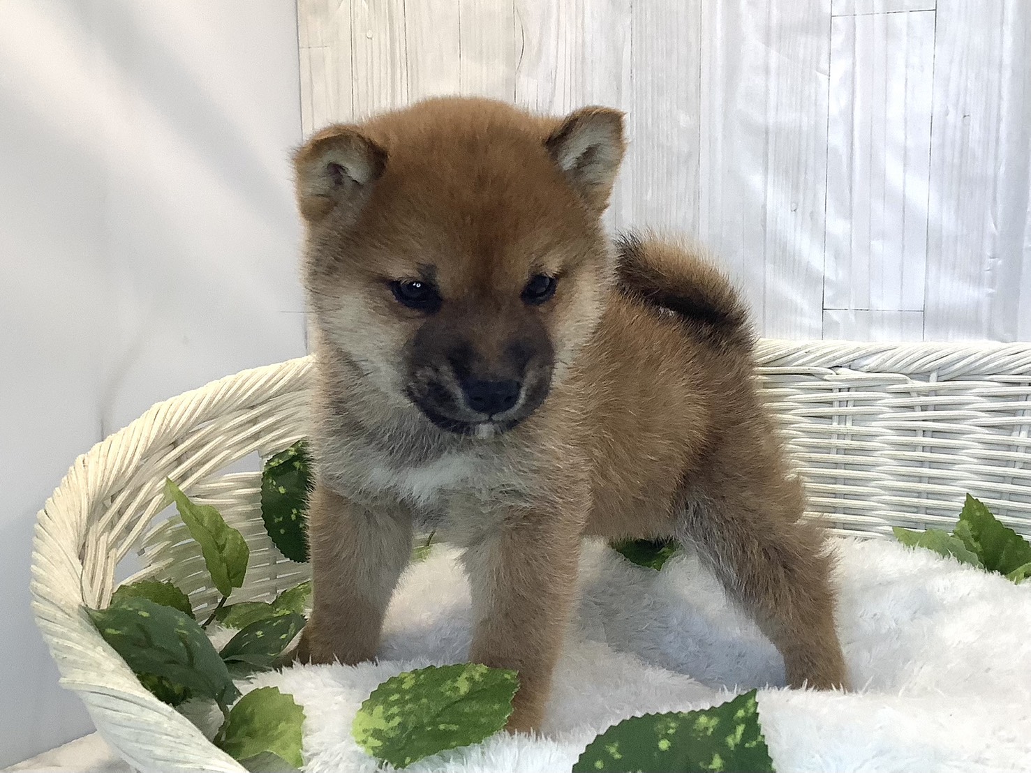 奈良県の豆柴 (マルエスペット いかるが店/2025年12月7日生まれ/男の子/赤)の子犬の3枚目の画像