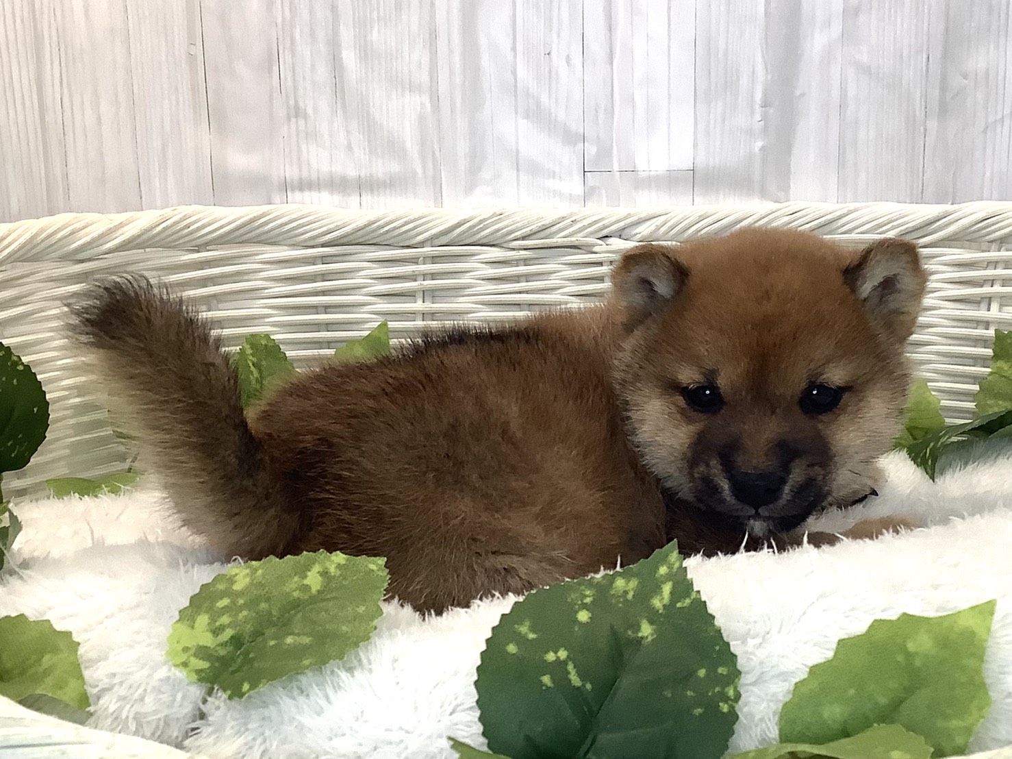 奈良県の豆柴 (マルエスペット いかるが店/2025年12月7日生まれ/男の子/赤)の子犬の2枚目の画像