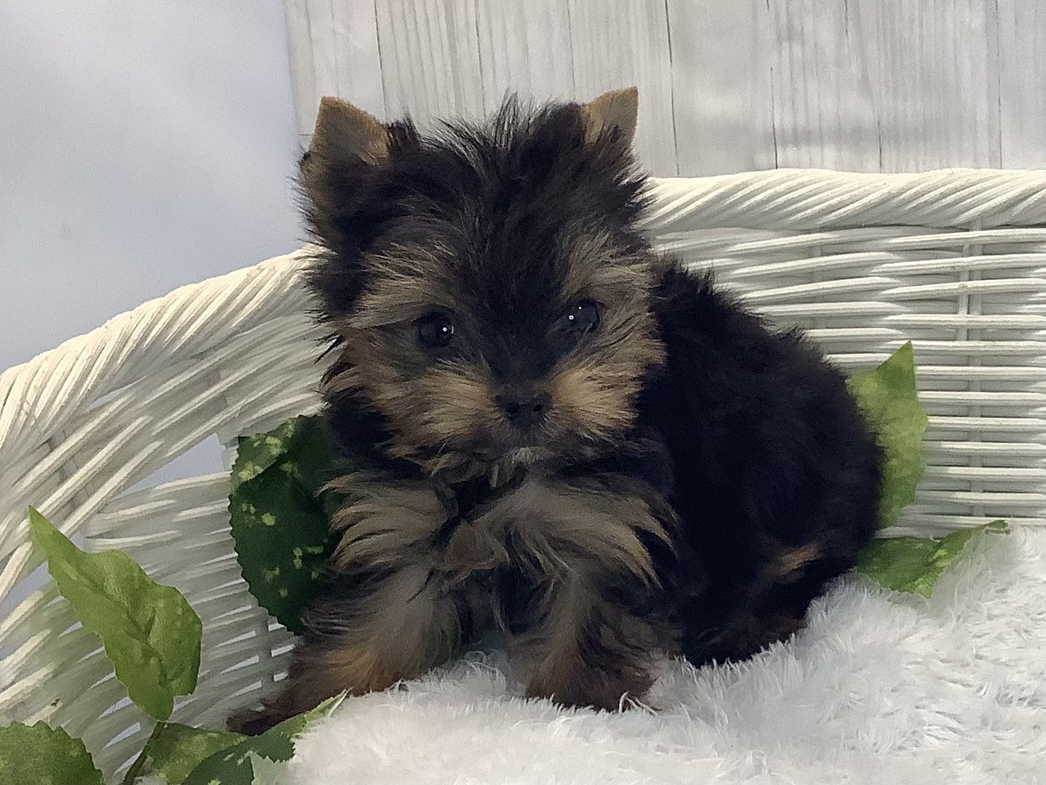 奈良県のヨークシャーテリア (マルエスペット ヒルステップ生駒店/2025年12月6日生まれ/女の子/スチールブラックタン)の子犬の3枚目の画像