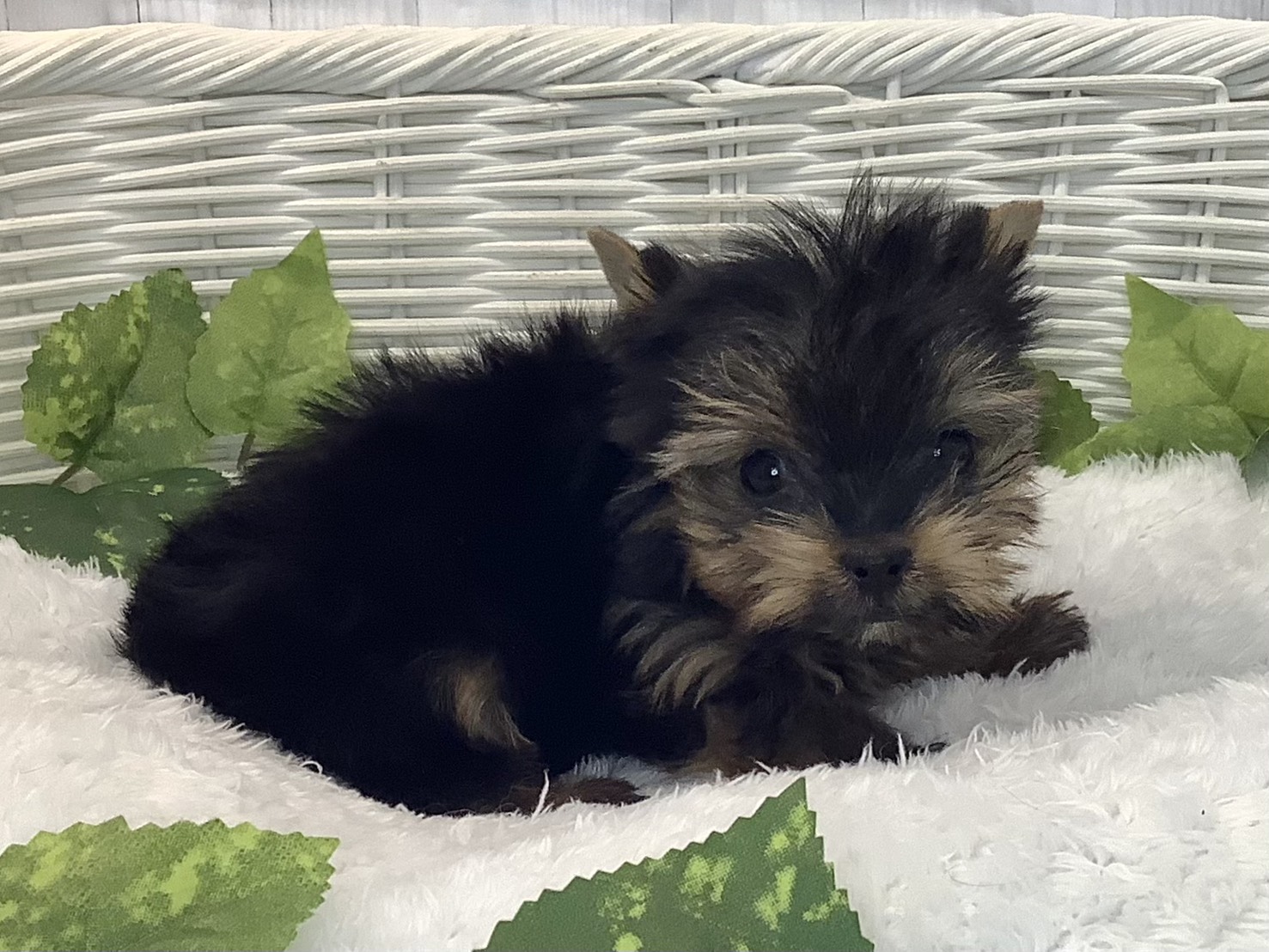 奈良県のヨークシャーテリア (マルエスペット ヒルステップ生駒店/2025年12月6日生まれ/女の子/スチールブラックタン)の子犬の2枚目の画像