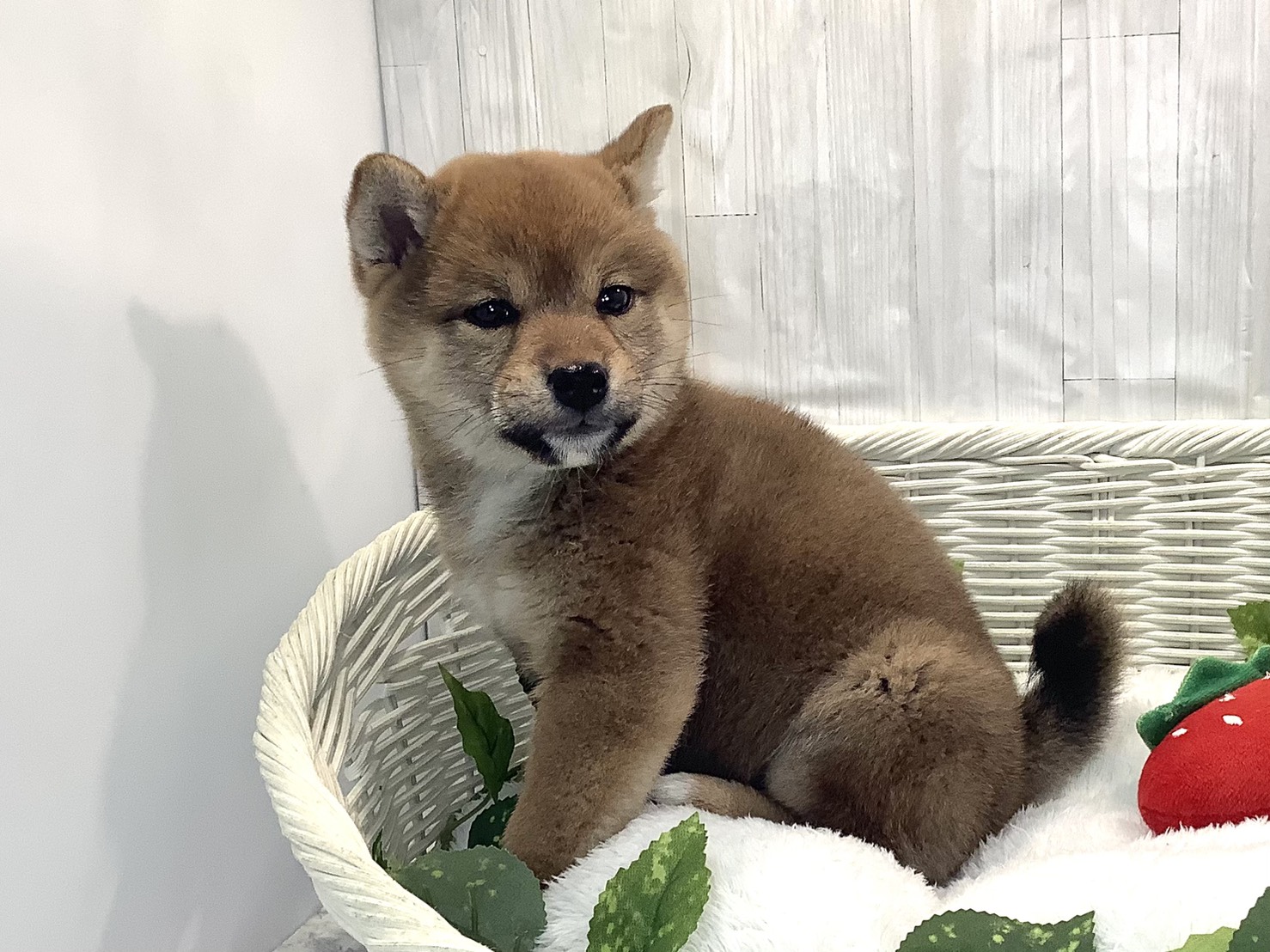 愛知県の柴犬(標準サイズ) (ペッツワン稲沢ハーモニーランド店/2025年12月15日生まれ/女の子/赤)の子犬の3枚目の画像