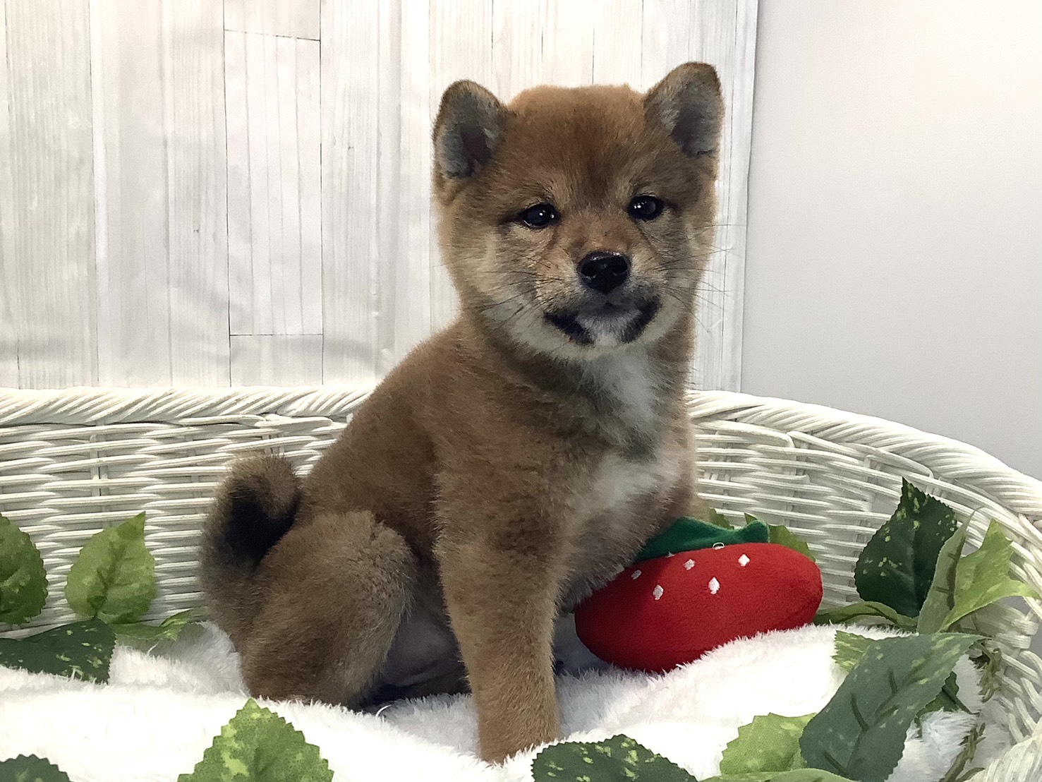 愛知県の柴犬(標準サイズ) (ペッツワン稲沢ハーモニーランド店/2025年12月15日生まれ/女の子/赤)の子犬の2枚目の画像