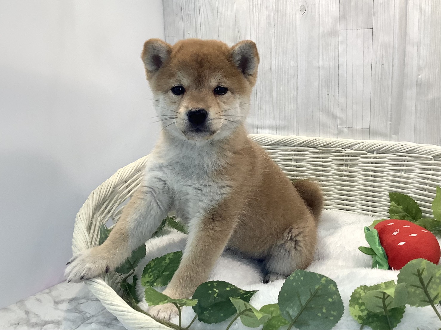 愛知県の柴犬(標準サイズ) (ペッツワン岡崎美合店/2025年12月15日生まれ/女の子/赤)の子犬の3枚目の画像