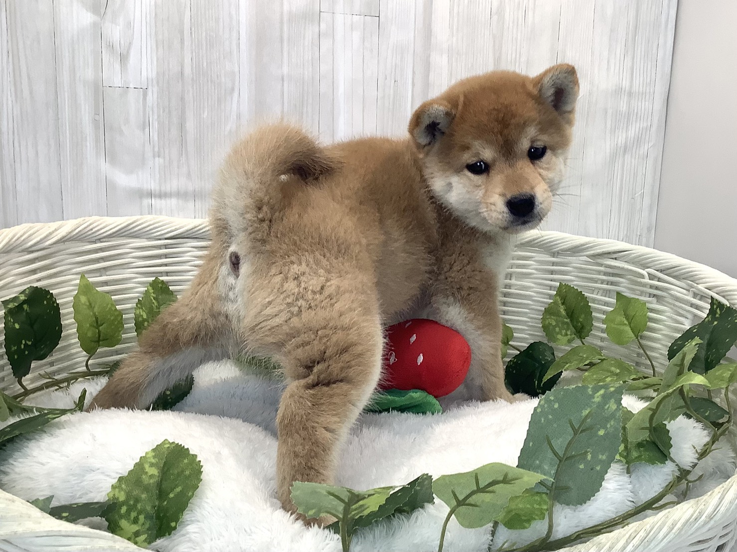愛知県の柴犬(標準サイズ) (ペッツワン岡崎美合店/2025年12月15日生まれ/女の子/赤)の子犬の2枚目の画像